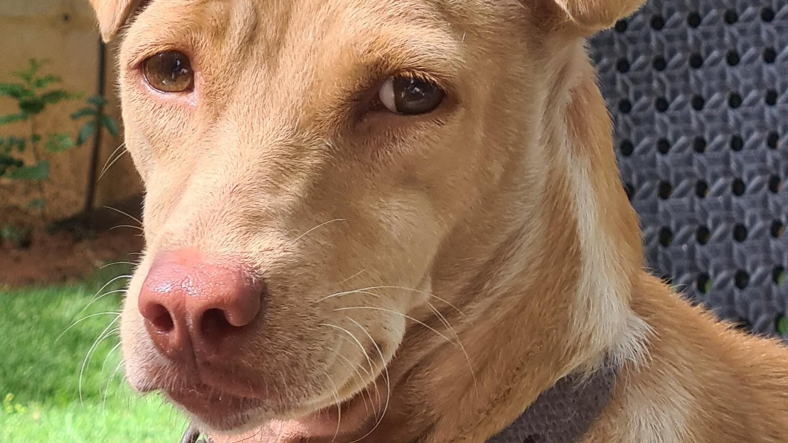 Hyderabad: distressed by Diwali crackers, British diplomat's dog runs from home; he seeks help