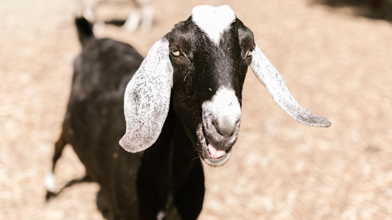 Andhra Pradesh: Drunk man slaughters human instead of goat at animal sacrifice fest 