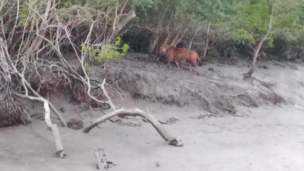 Tiger: দোলের দিন বাঘের দেখা পেয়ে খুশি পর্যটকরা, মনের সুখে তুললেন দেদার ছবি