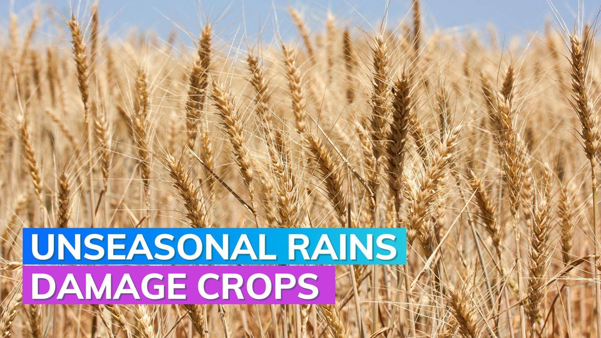 Crops including wheat damaged due to bad weather