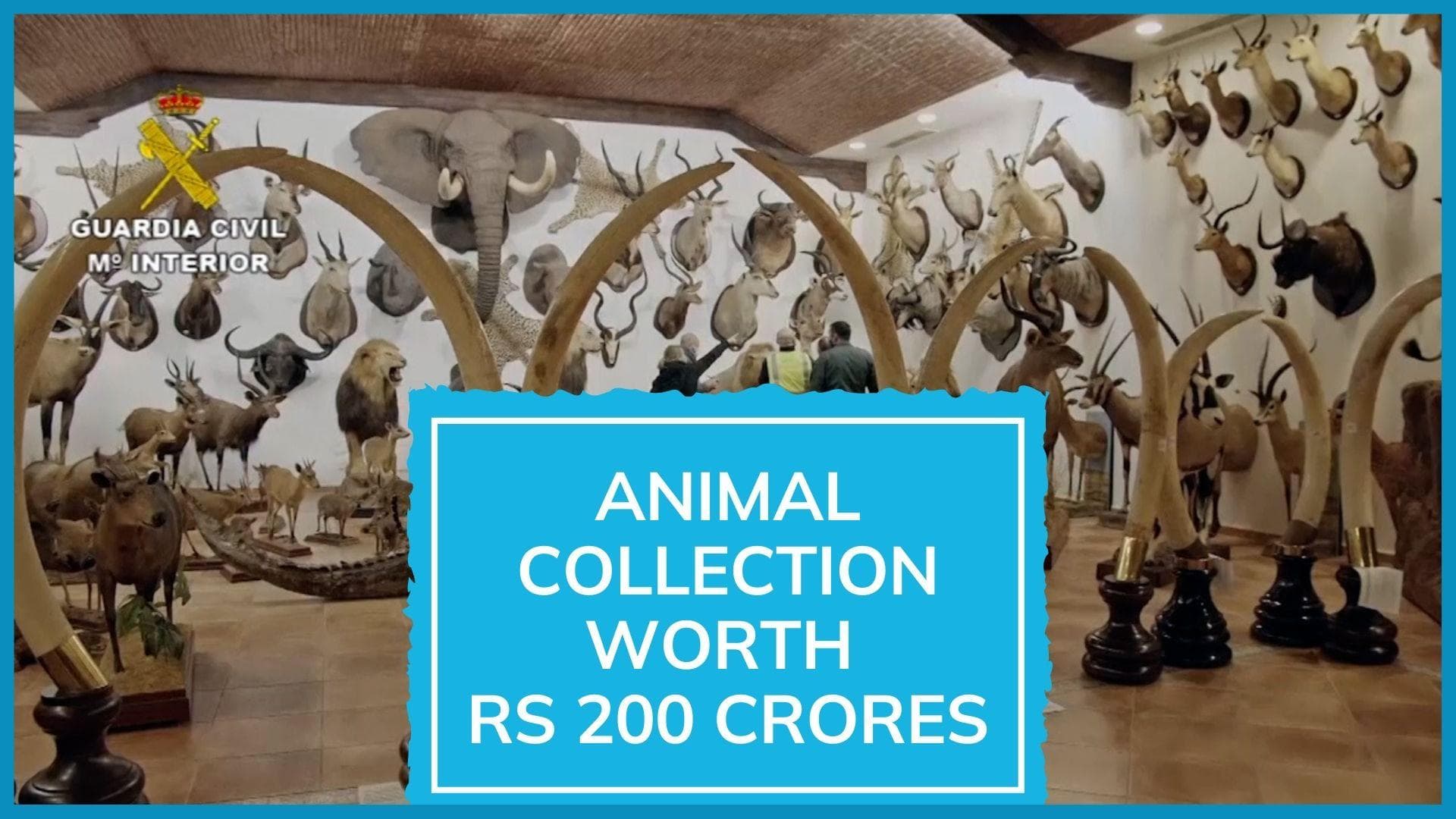 Spain warehouse bust: 1,000 stuffed animals found