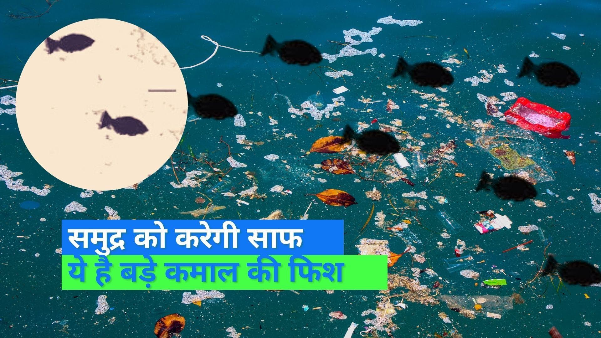 Robo fish environment cleaner: छोटी सी मछली बड़ा काम, समुद्र से करेगी गंदगी का सफाया