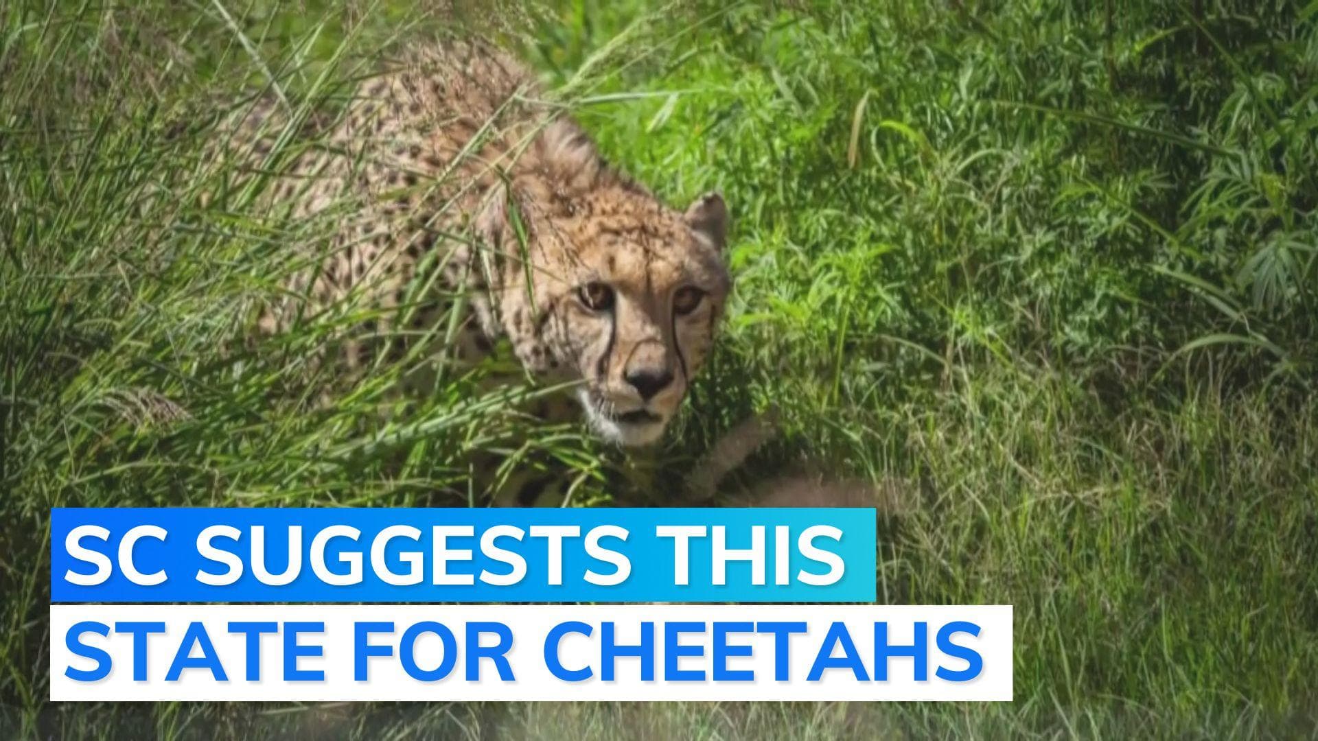 After 3 deaths, Supreme Court suggests moving cheetahs from Madhya Pradesh