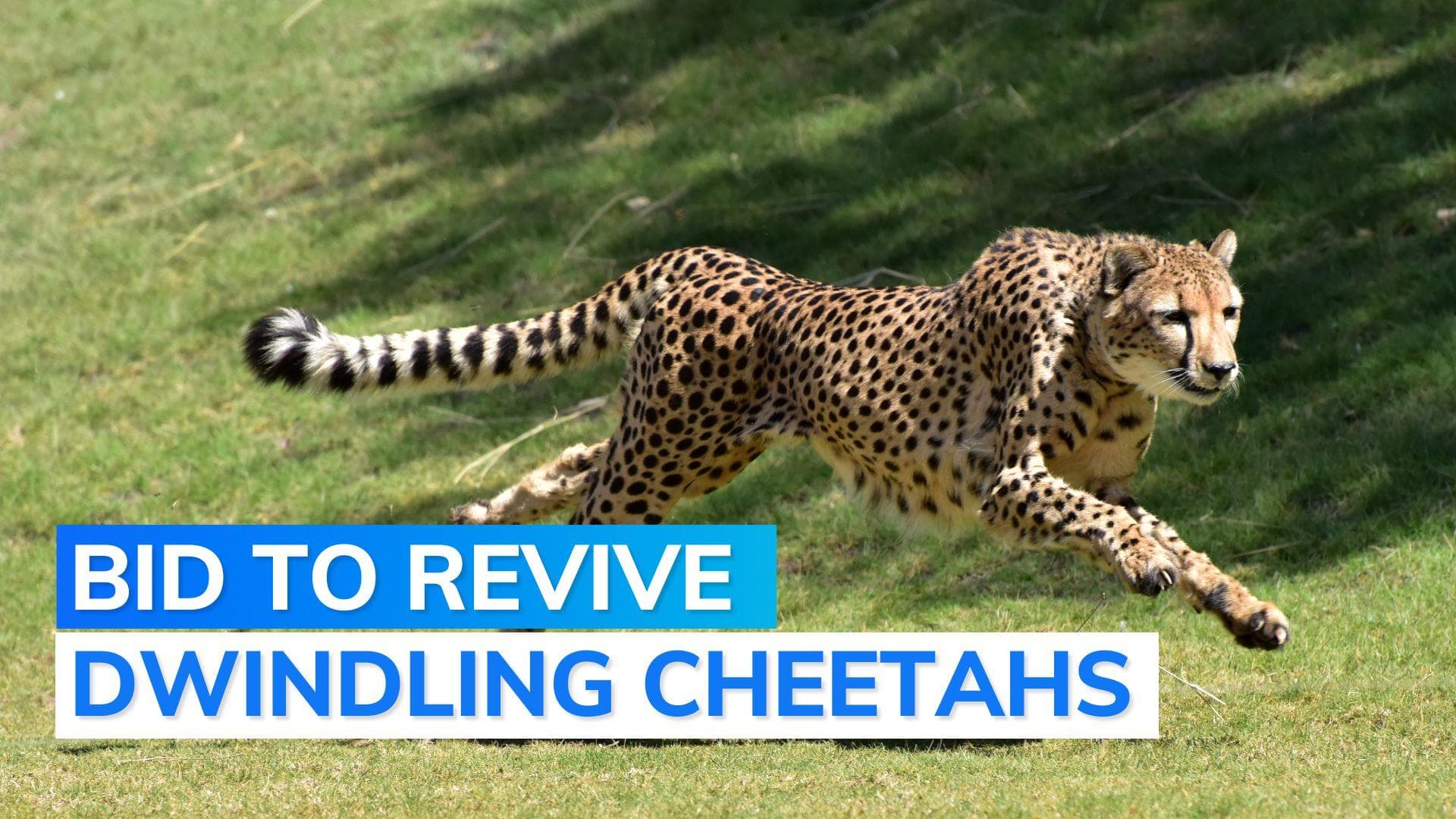 Extinct since 1952, Cheetahs to roam in India again: here's how