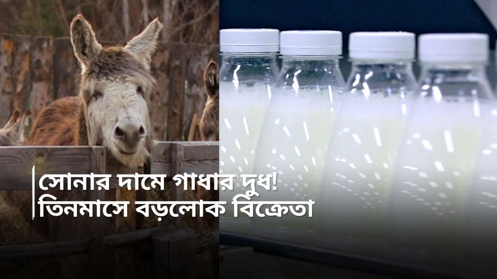 Donkey Milk: সরকারি চাকুরে হওয়ার স্বপ্ন অধরা! গাধার দুধ বিক্রি করে এখন কোটিপতি এই যুবক