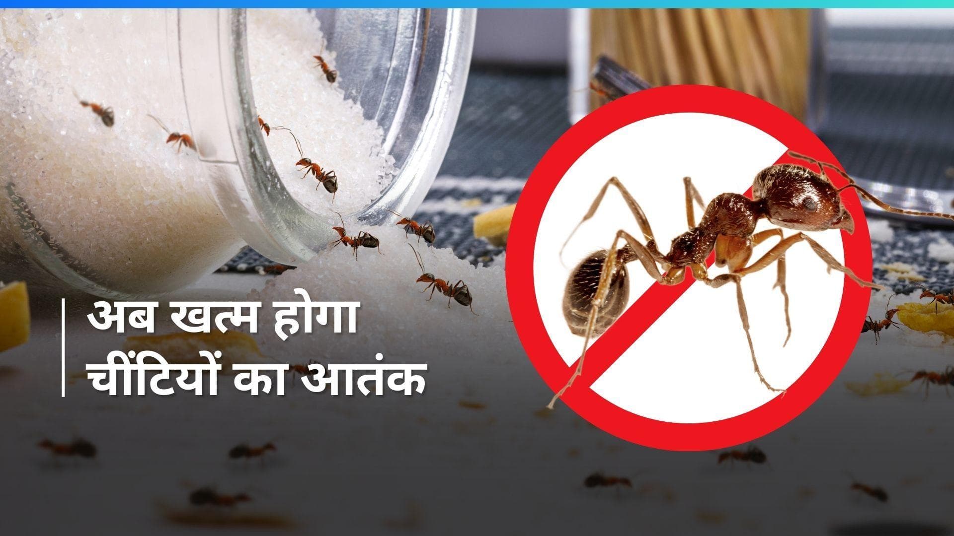 Ant Repellent: घर में चीटियों ने मचा दिया है आतंक, जानें इन्हें भगाने का तरीका