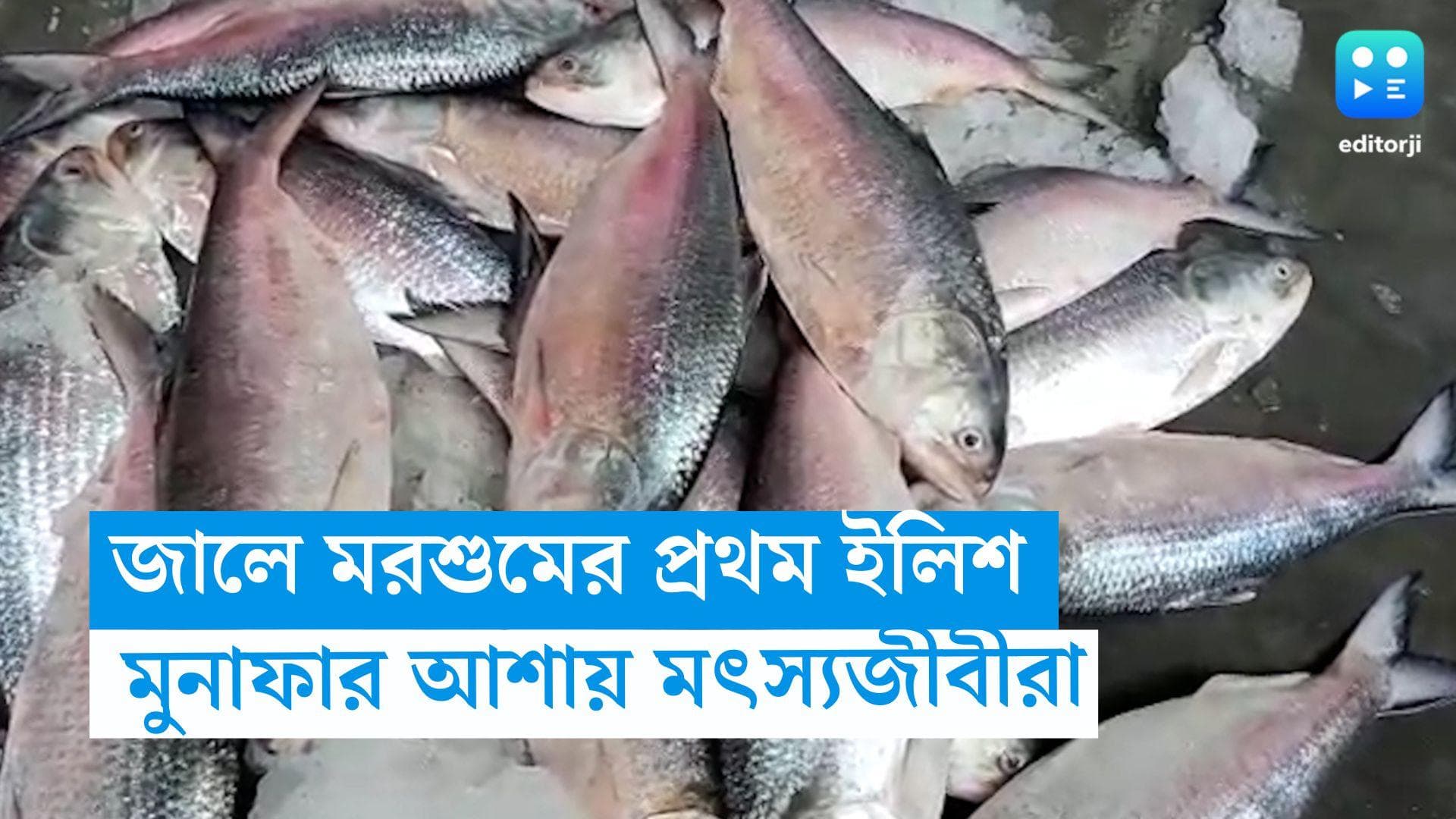 Hilsa Fish: দিঘা ও ডায়মন্ডহারবারে এল মরশুমের প্রথম ইলিশ, দাম কি কমবে কলকাতার বাজারে!