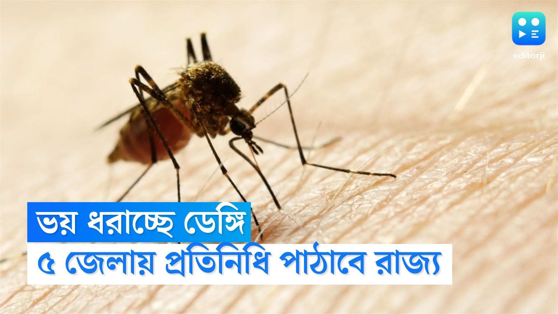 Dengue Prevention: ডেঙ্গি আটকাতে কড়া পদক্ষেপ রাজ্যের, ৫ জেলায় প্রতিনিধি পাঠাবে স্বাস্থ্য ভবন 