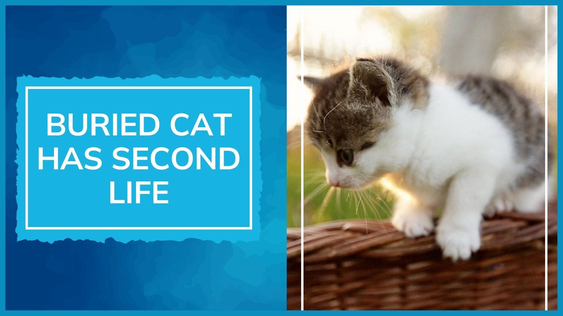 Ukraine Russia War: Buried cat rescued from debris in Kharkiv