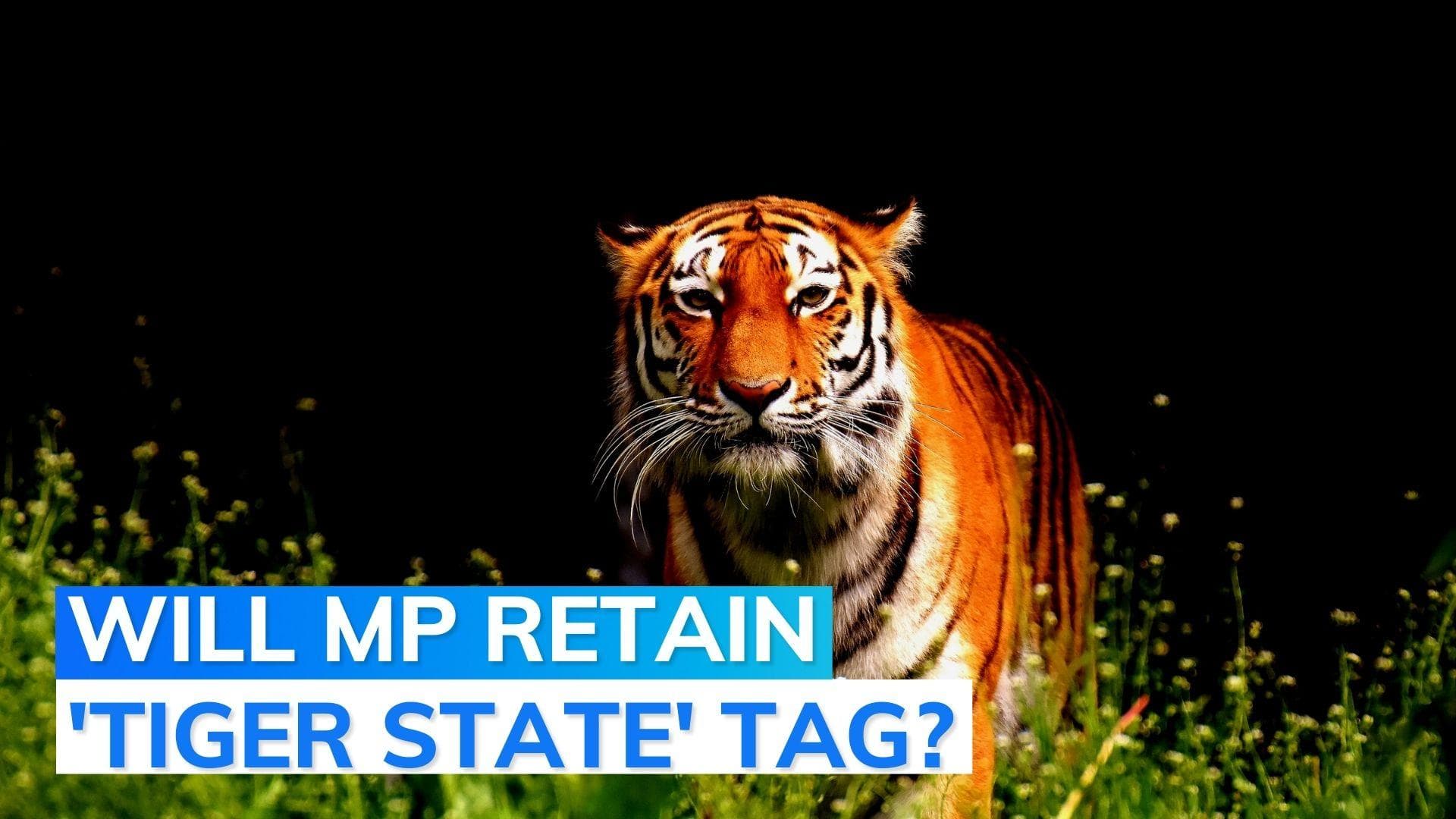 Tiger census: Madhya Pradesh lost 34 big cats in 2022, Karnataka 15