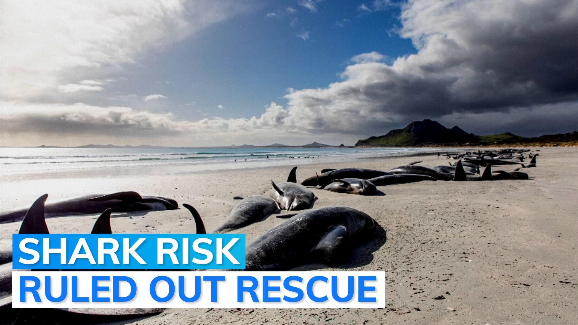 477 whales die in New Zealand after being stranded