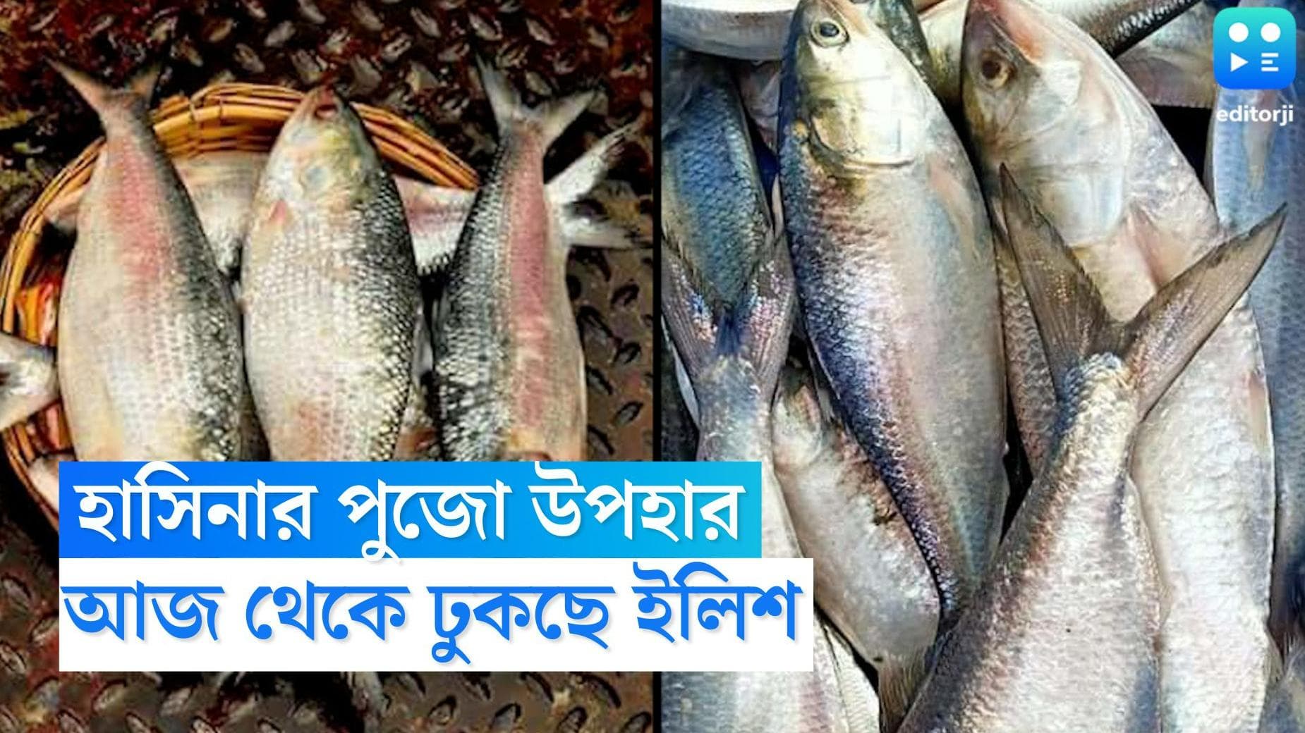 Hilsa from Bangladesh: উৎসবের মরশুমের আগে দারুণ খবর! আজ থেকেই ঢুকবে পদ্মার ইলিশ