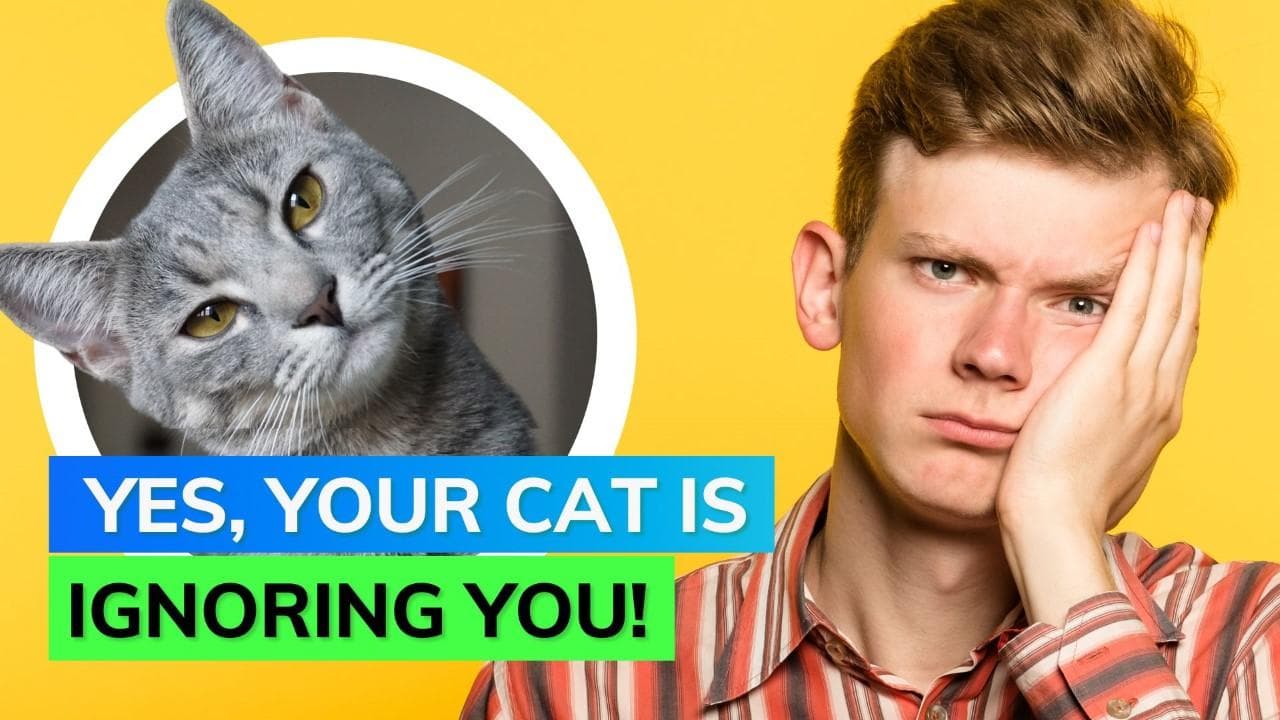 Your cat knows when you are talking to it but just doesn't care enough: Study