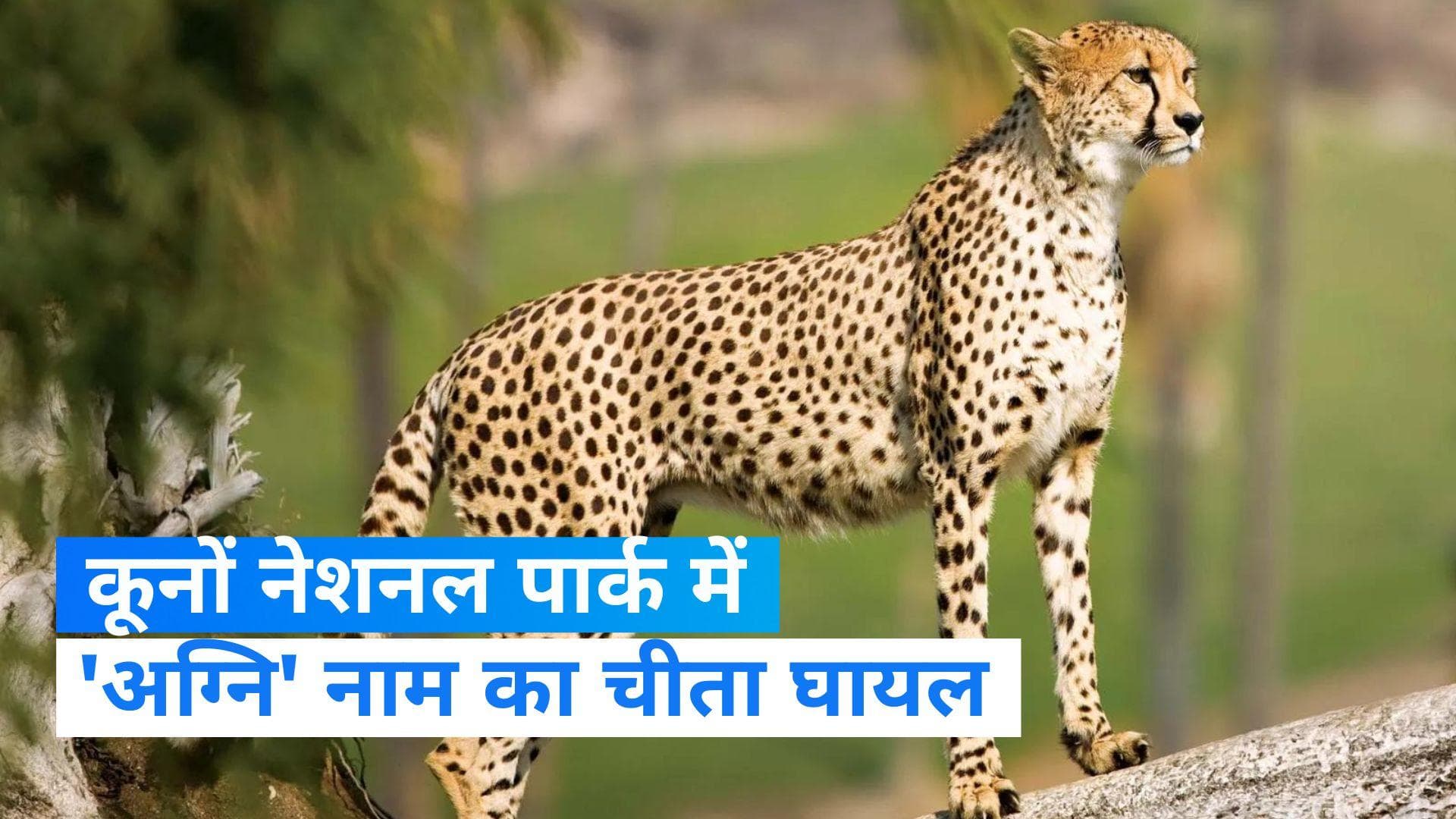 kuno National Park: दक्षिण अफ्रीका से लाया गया चीता ‘अग्नि’ घायल, टेरिटोरियल फाइट में लगी चोट