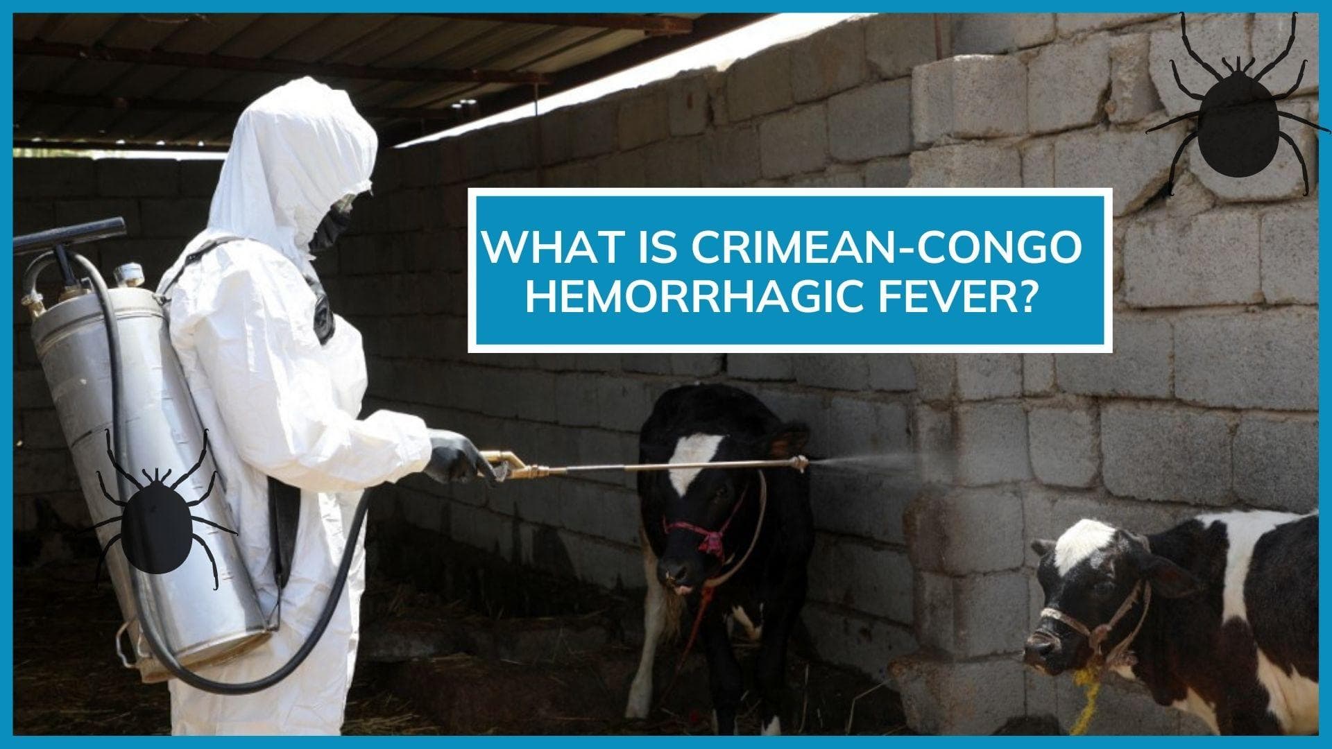 What is the nose-bleed fever that has Iraq in its grip?