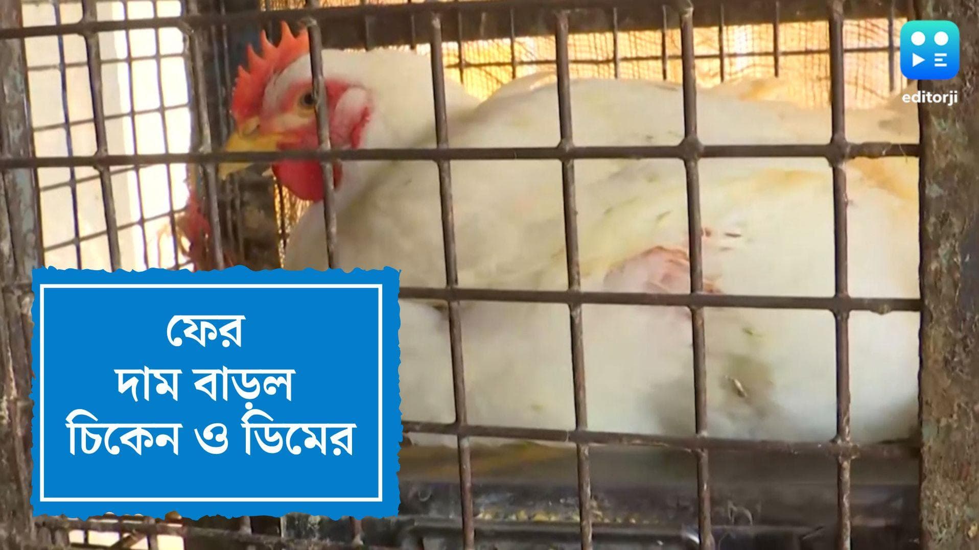 Chicken and Egg price rise:মধ্যবিত্তের হেঁসেল জোড়া ফলায় বিদ্ধ, ফের বাড়ল ডিম ও চিকেনের দাম