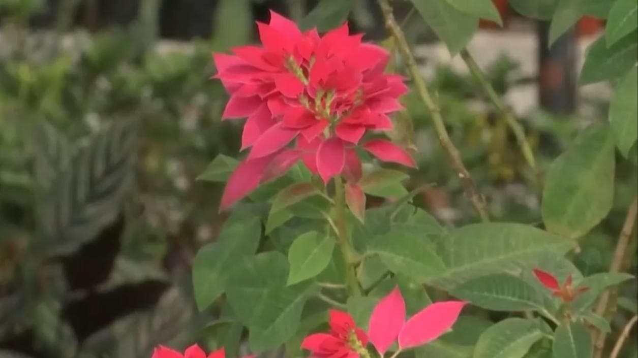 Ayodhya: Ram temple premises to be decked up with flowers from Bhopal