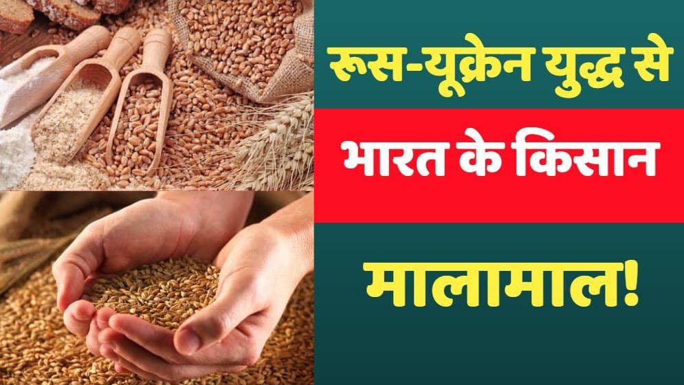 Russia-Ukraine War: रूस-यूक्रेन युद्ध से भारतीय किसान मालामाल, पंजाब में गेहूं की रिकॉर्ड खरीद