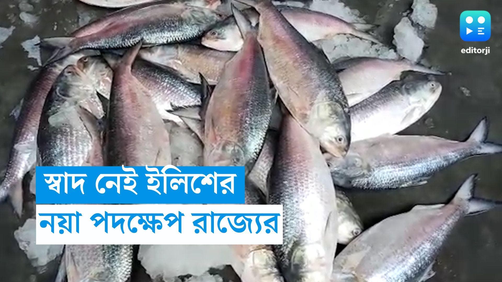 Hilsha Fish: ভরবে পেট সঙ্গে মন-ও, ইলিশের স্বাদ ফেরাতে নয়া উদ্যোগ রাজ্যের