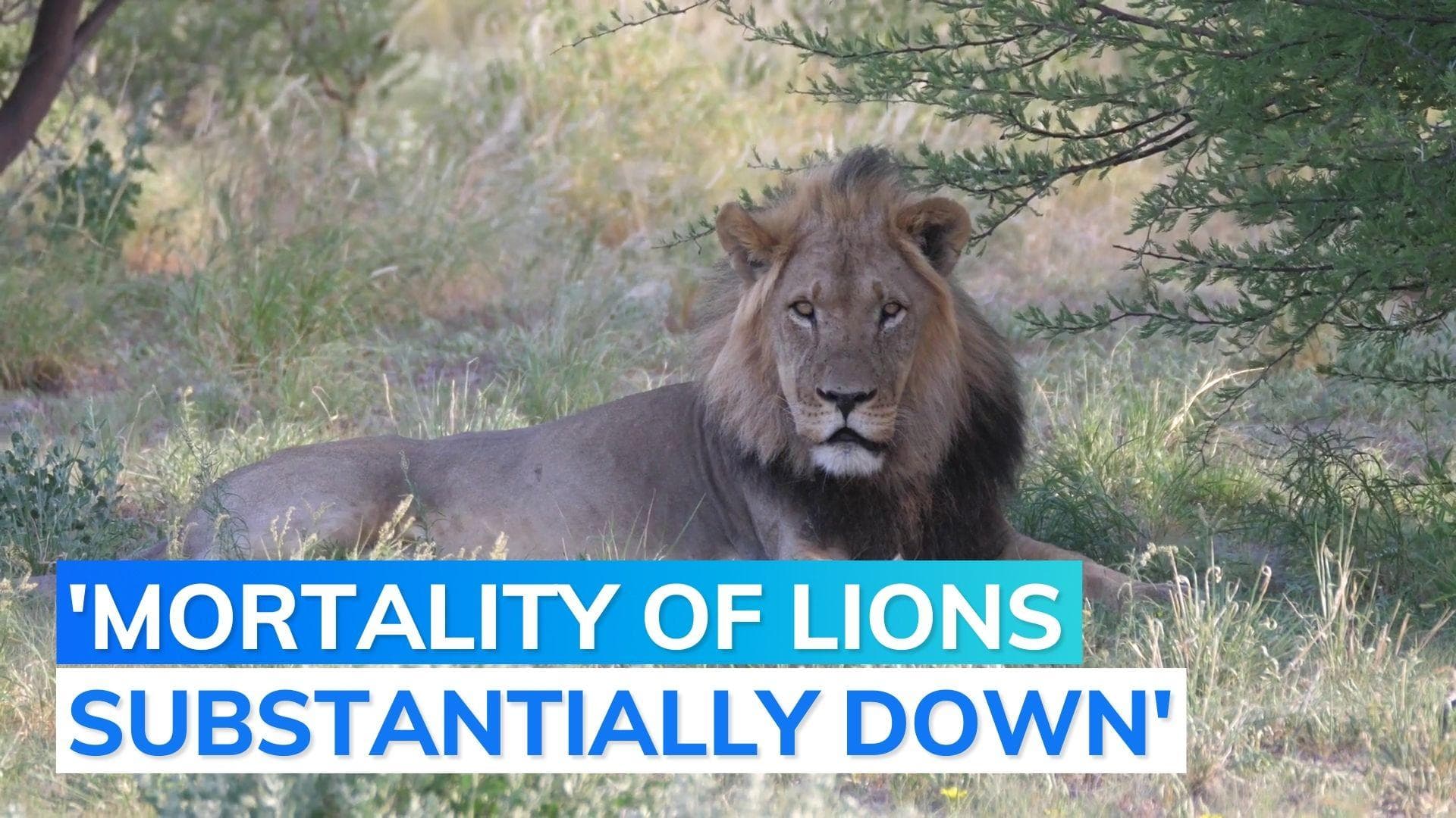 100 lions died in Gujarat from 2022-23: state forest minister