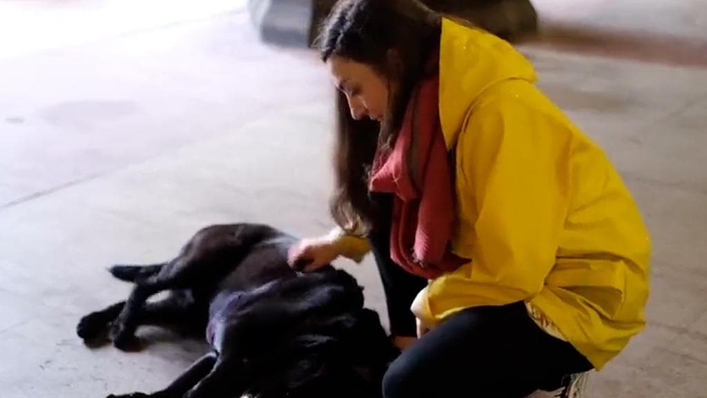 Now dogs can give you a call, with their DogPhone