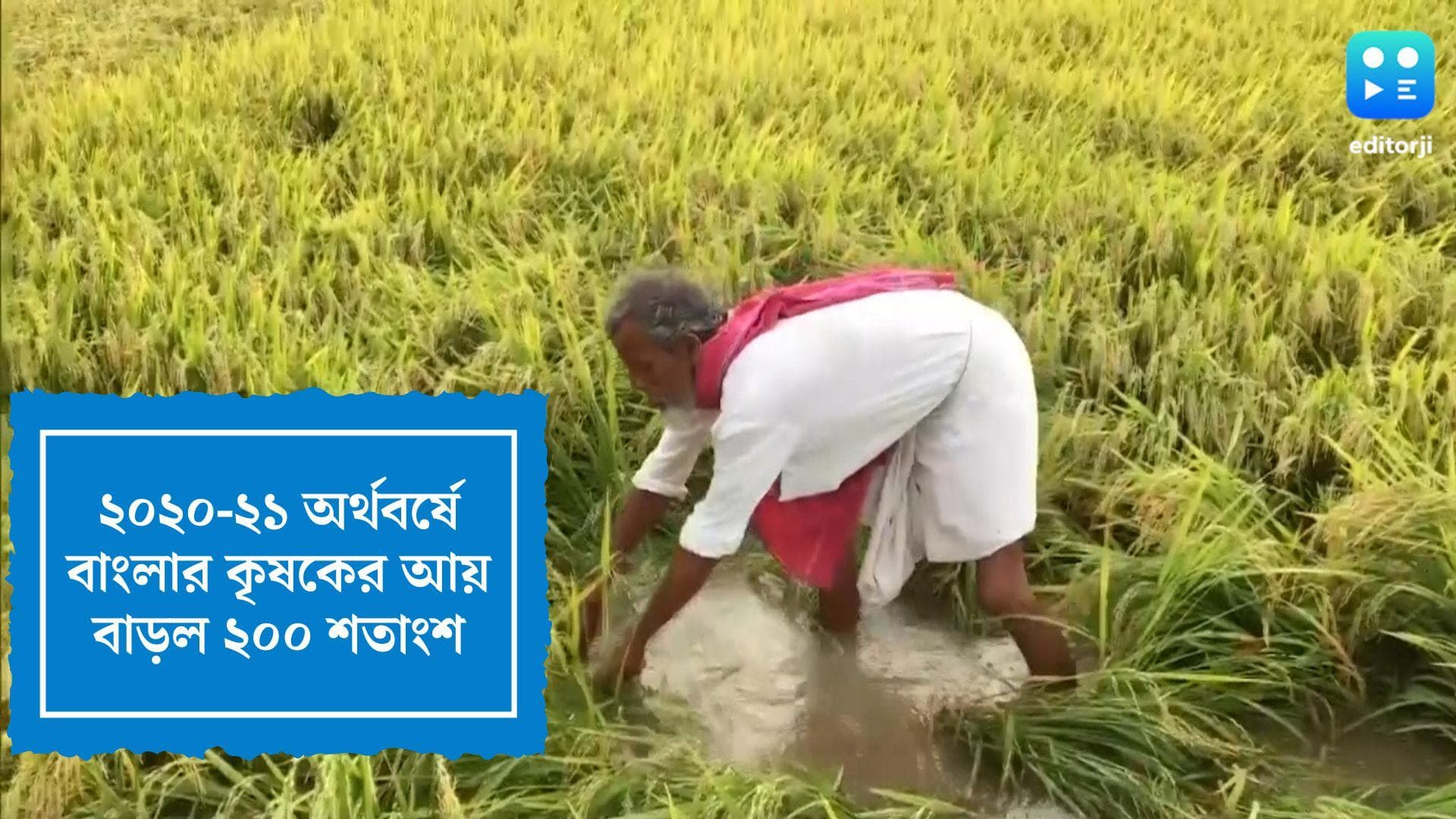 ICAR report on West Bengal: বাংলার কৃষকদের আয় বাড়ল ২০০ শতাংশ, ICAR-এর রিপোর্টে উচ্ছ্বসিত শাসক শিবির