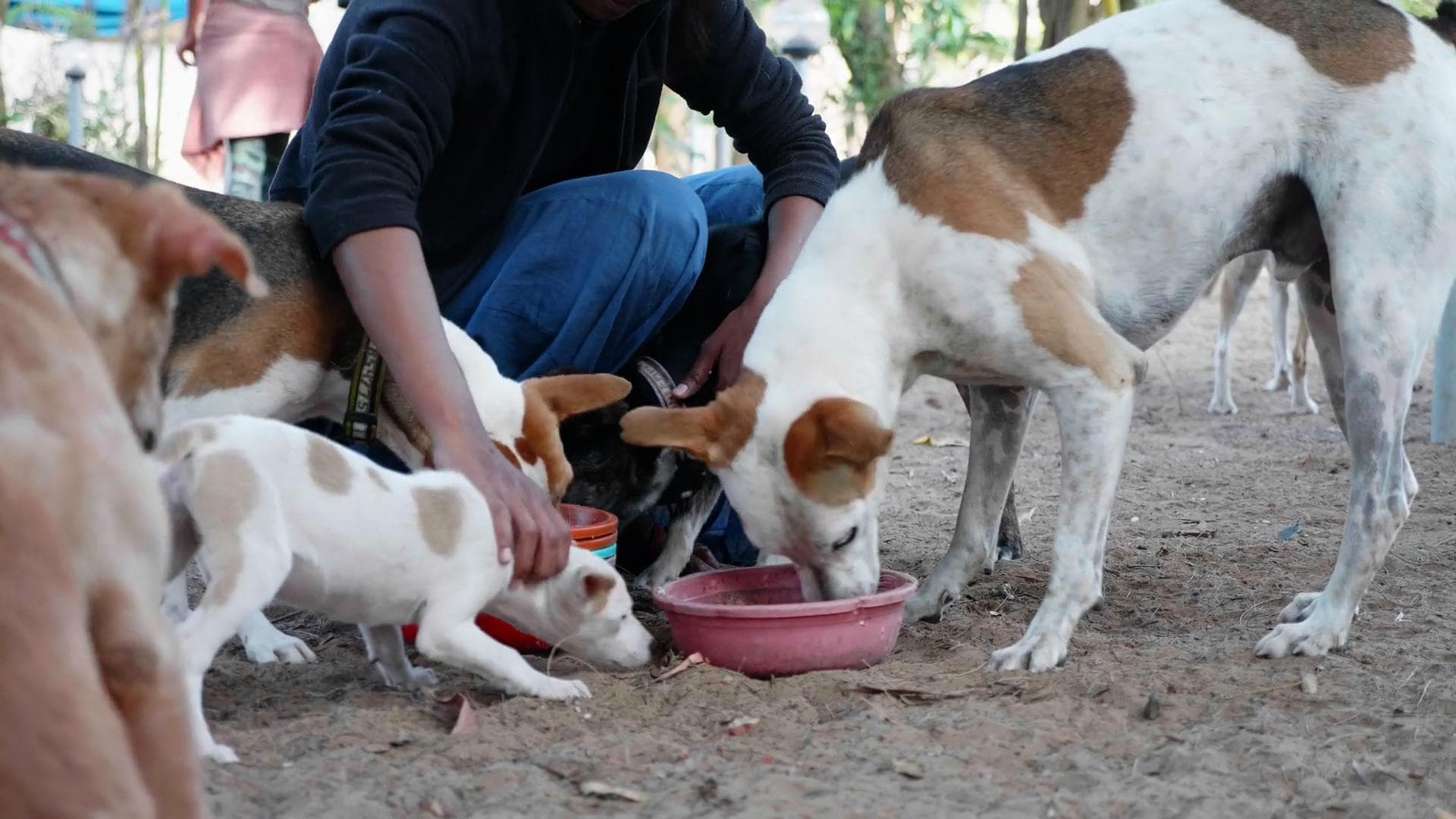 Supreme Court rejects MP woman's plea seeking protection of stray dogs