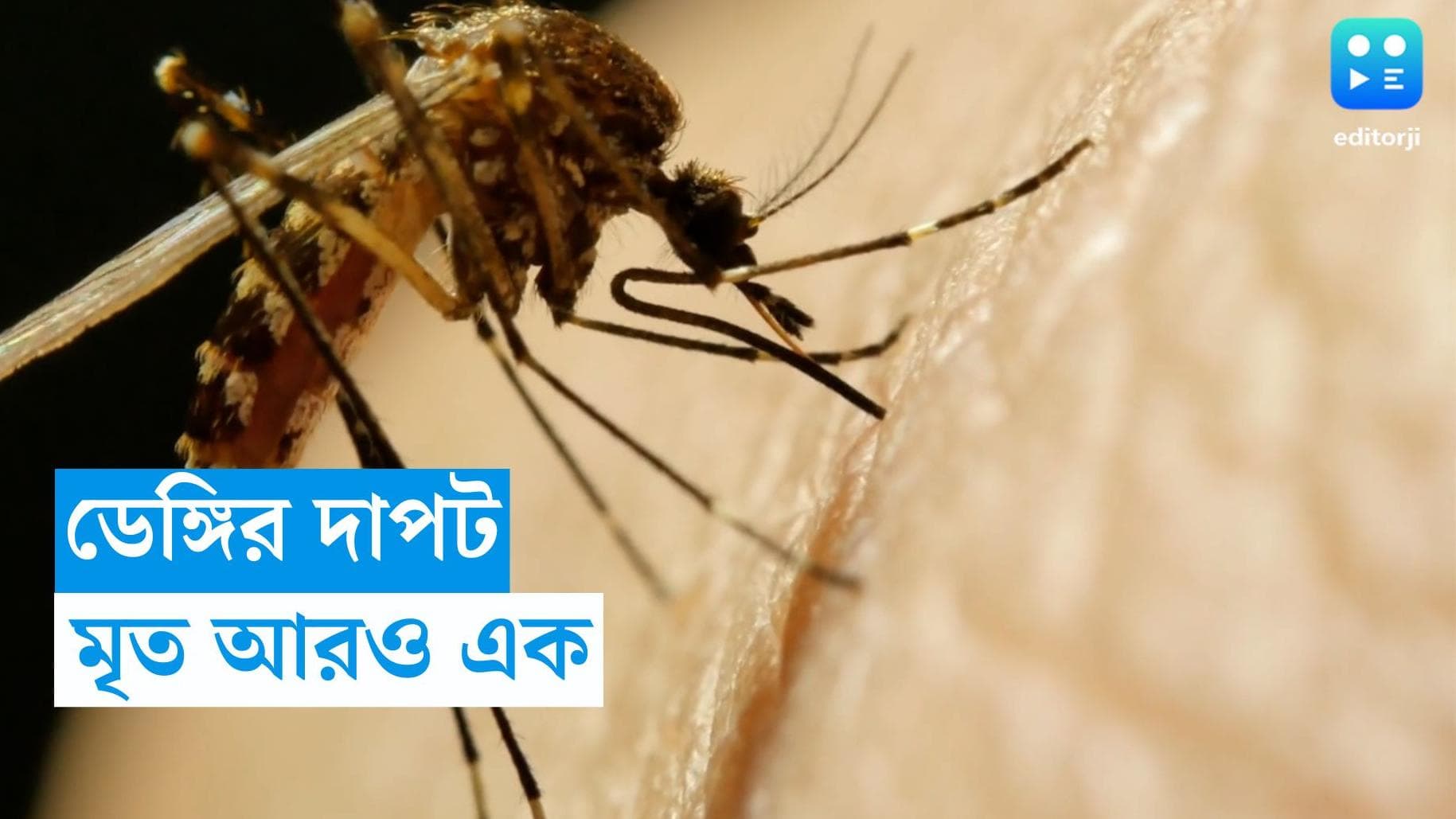 Dengue: ফের ডেঙ্গিতে আক্রান্ত হয়ে মৃত্যু, প্রাণ হারালেন বেহালার যুবতি