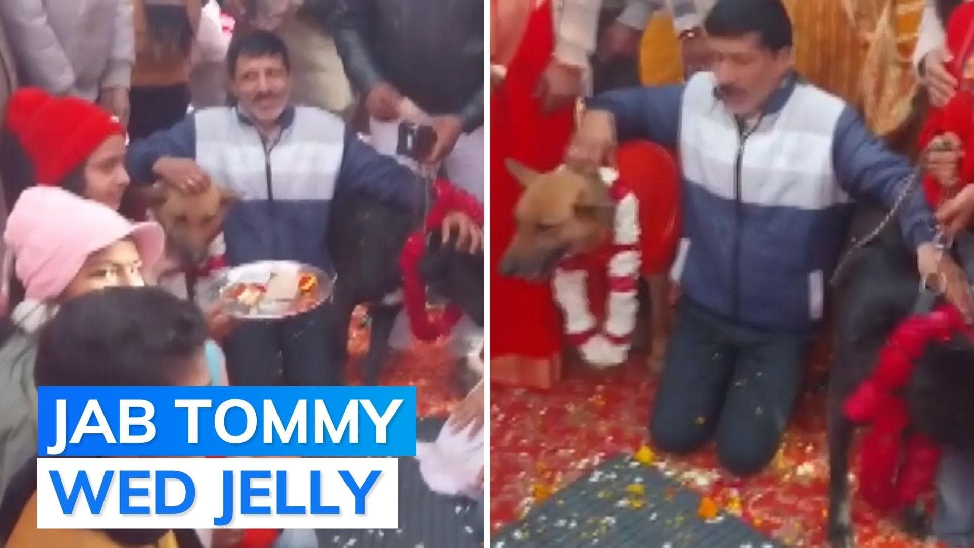 Watch: canines married amid 'band, baaja and baarat' in UP's Aligarh