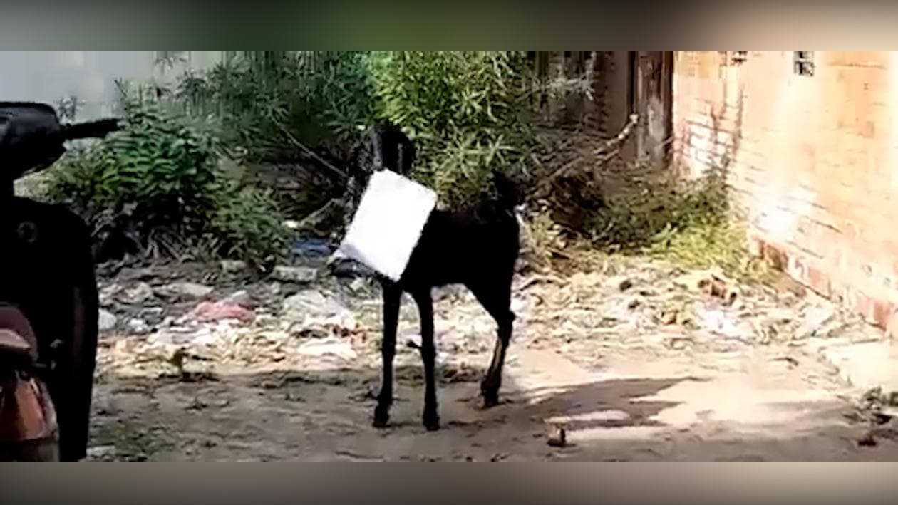 Kanpur viral video: শীতের রোদে আরাম করে ছাগলে চিবোচ্ছে অফিসের ফাইল, সোশ্যাল মিডিয়ায় ভাইরাল ভিডিও