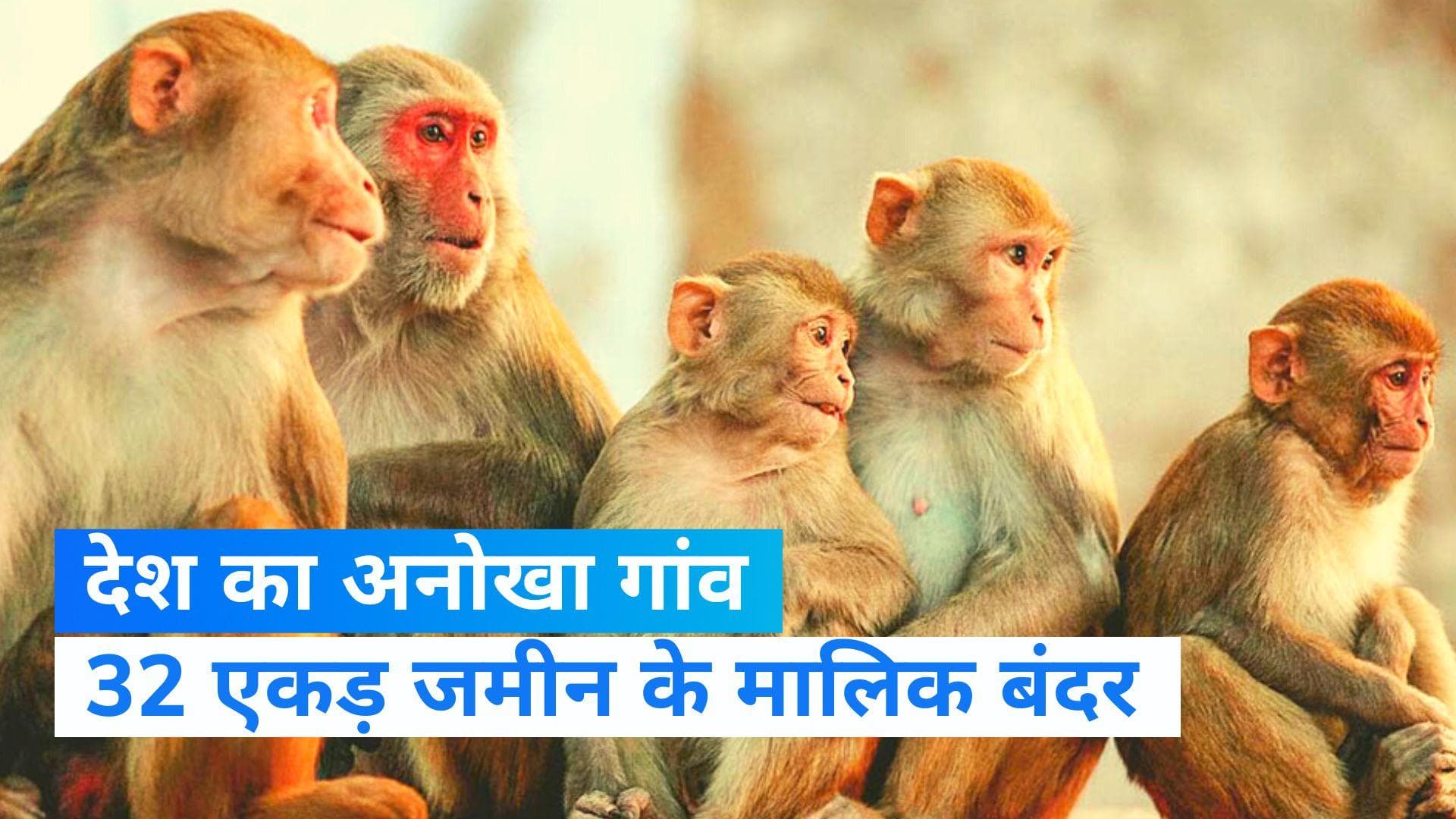 बंदरों के हिस्से में 32 एकड़ जमीन, ऐसा है महाराष्ट्र का एक अनोखा गांव