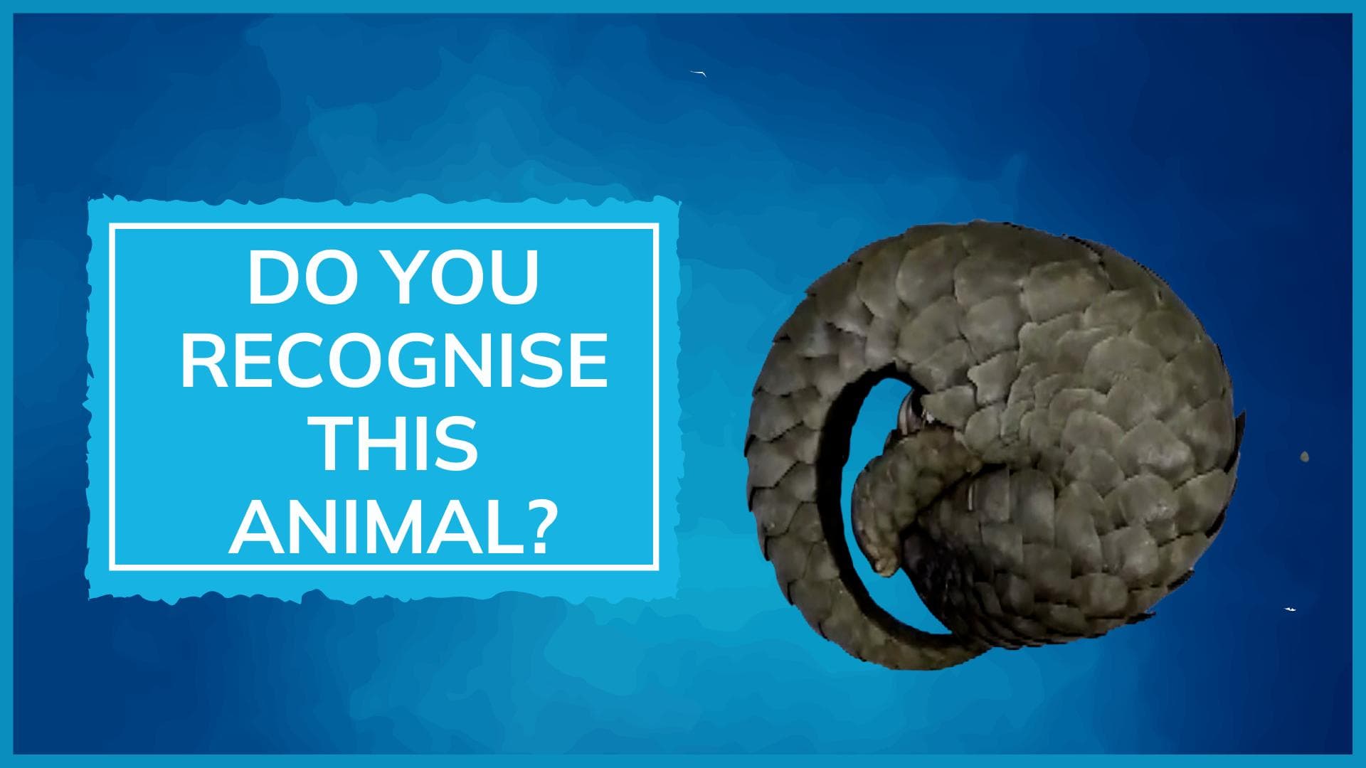 Do you know this animal? Another live pangolin rescued from smugglers in Odisha