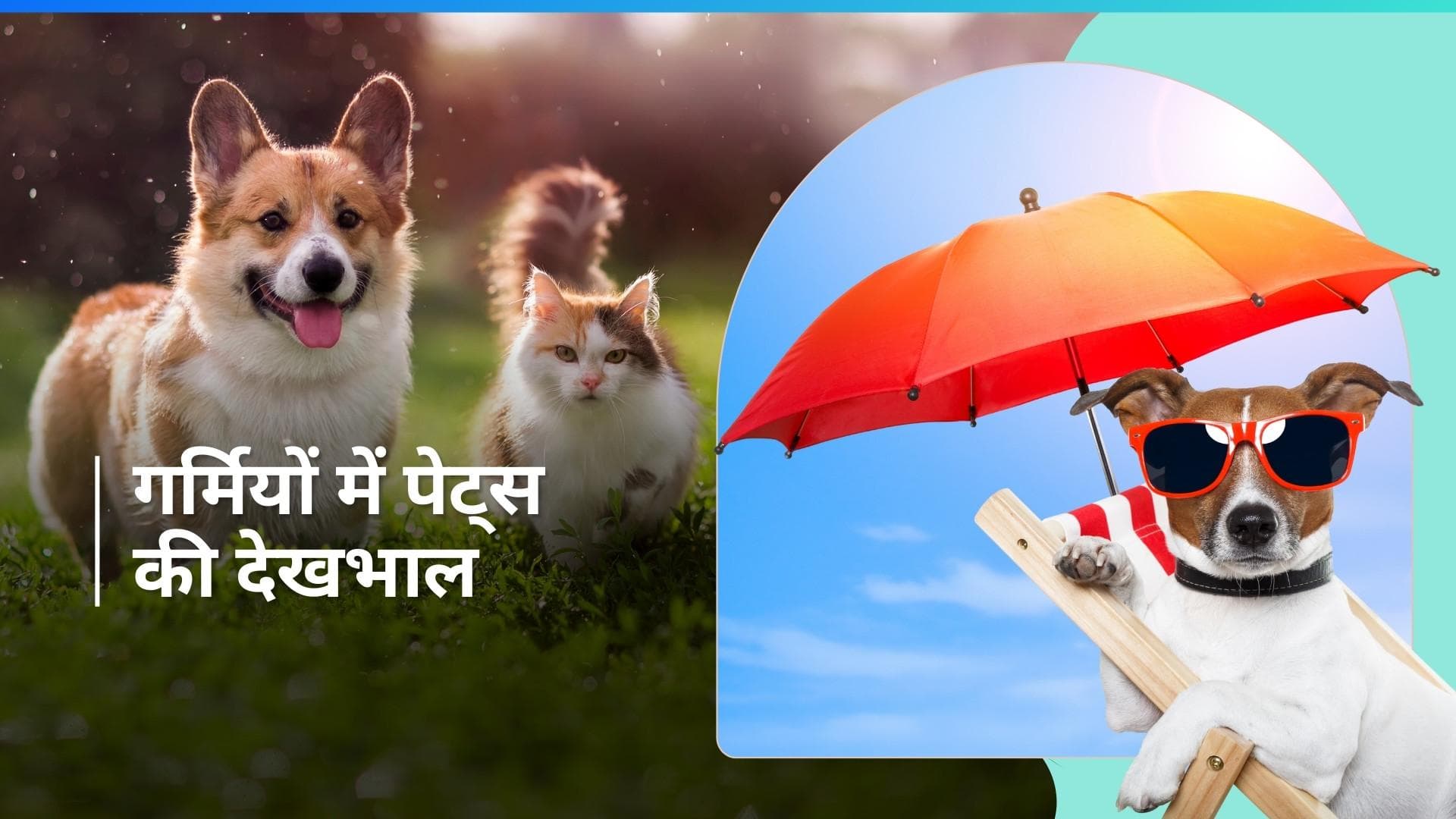 Pet Care: खाने पीने से लेकर वॉक करने तक, भीषण गर्मी से पेट्स को बचाएंगी 6 टिप्स 
