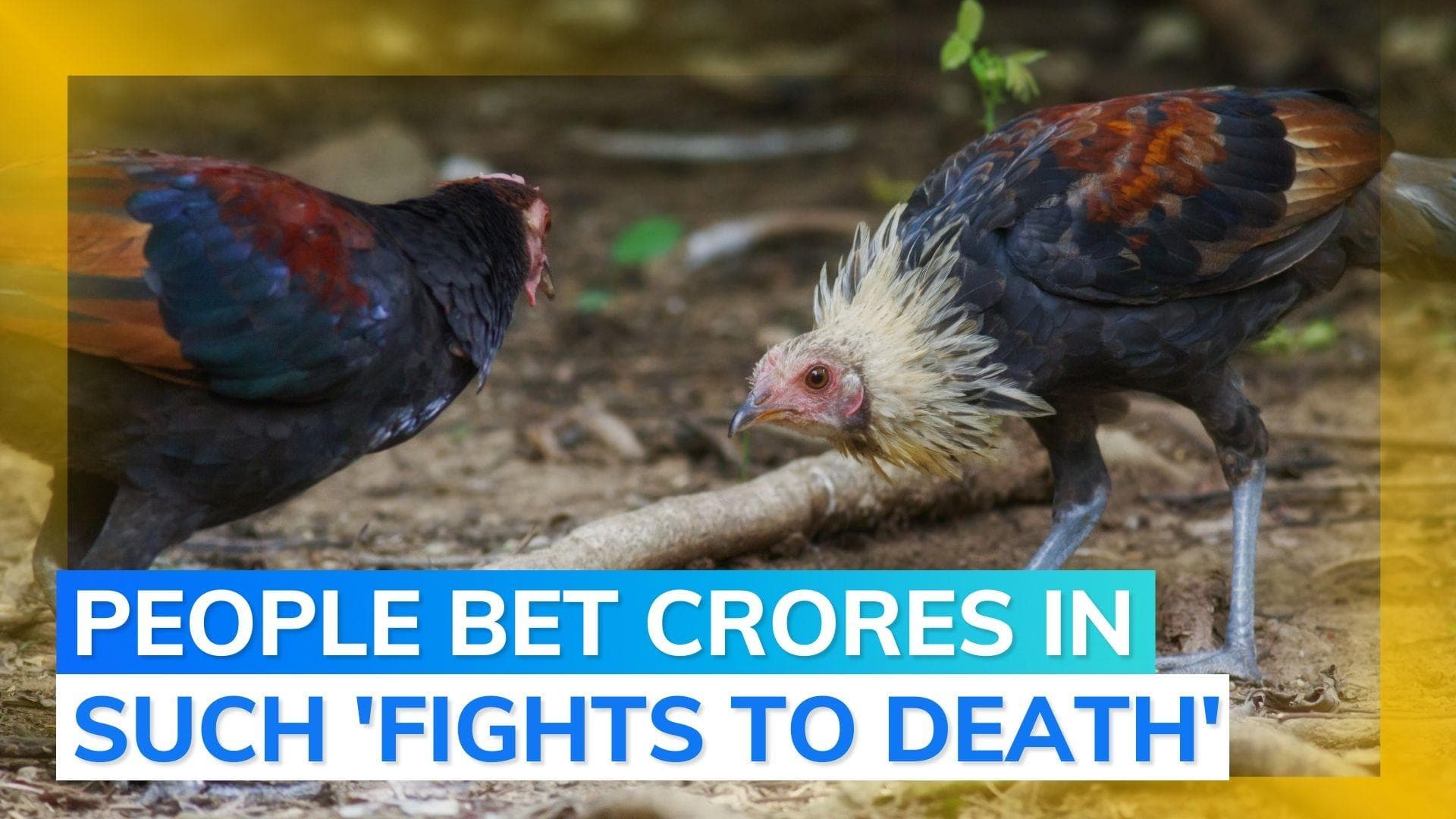 Roosters fed Viagra, Shilajit ahead of Makar Sankranti cockfights in Andhra