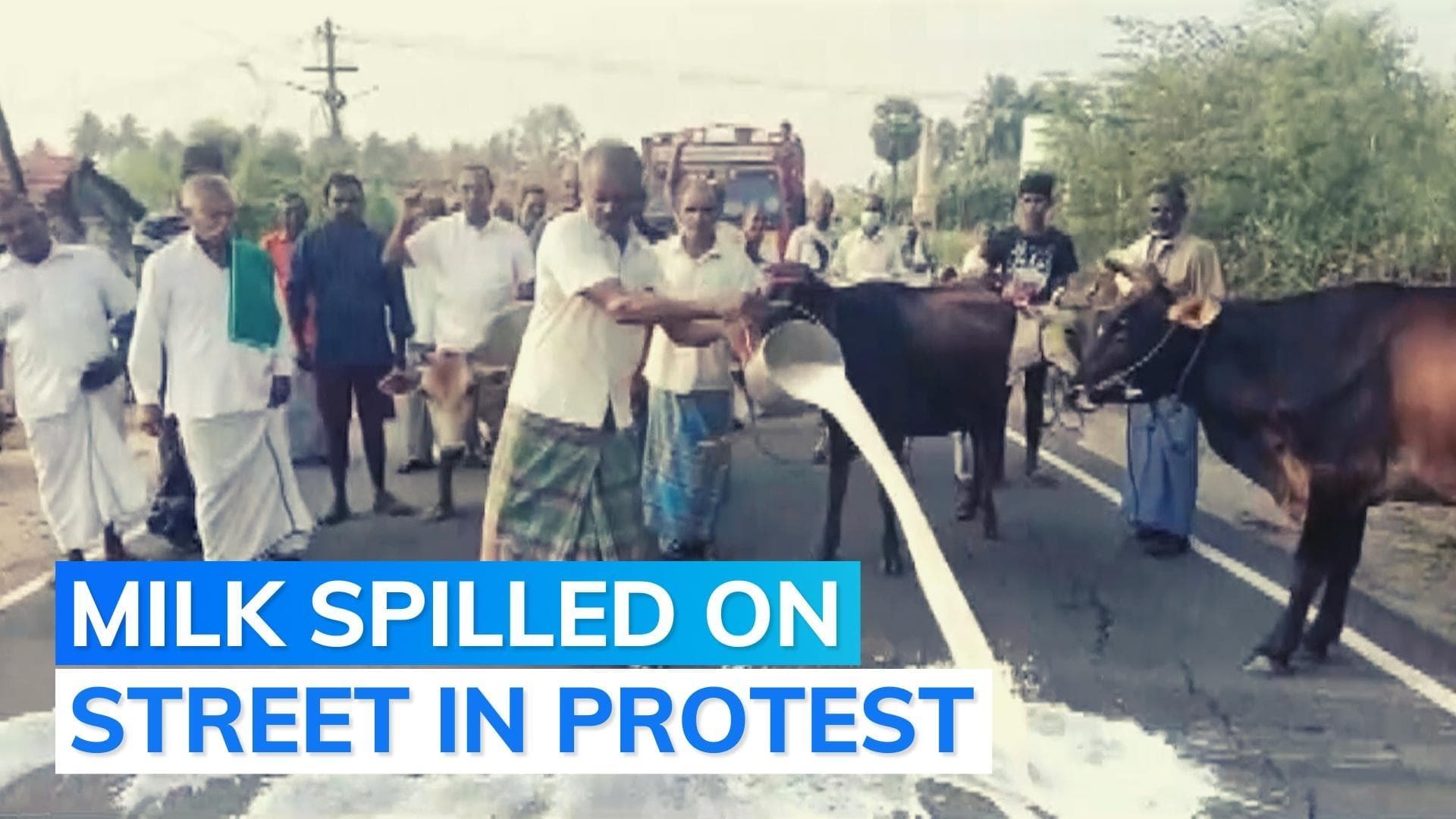 Watch: dairy farmers agitate in Tamil Nadu's Erode over procurement prices and payments