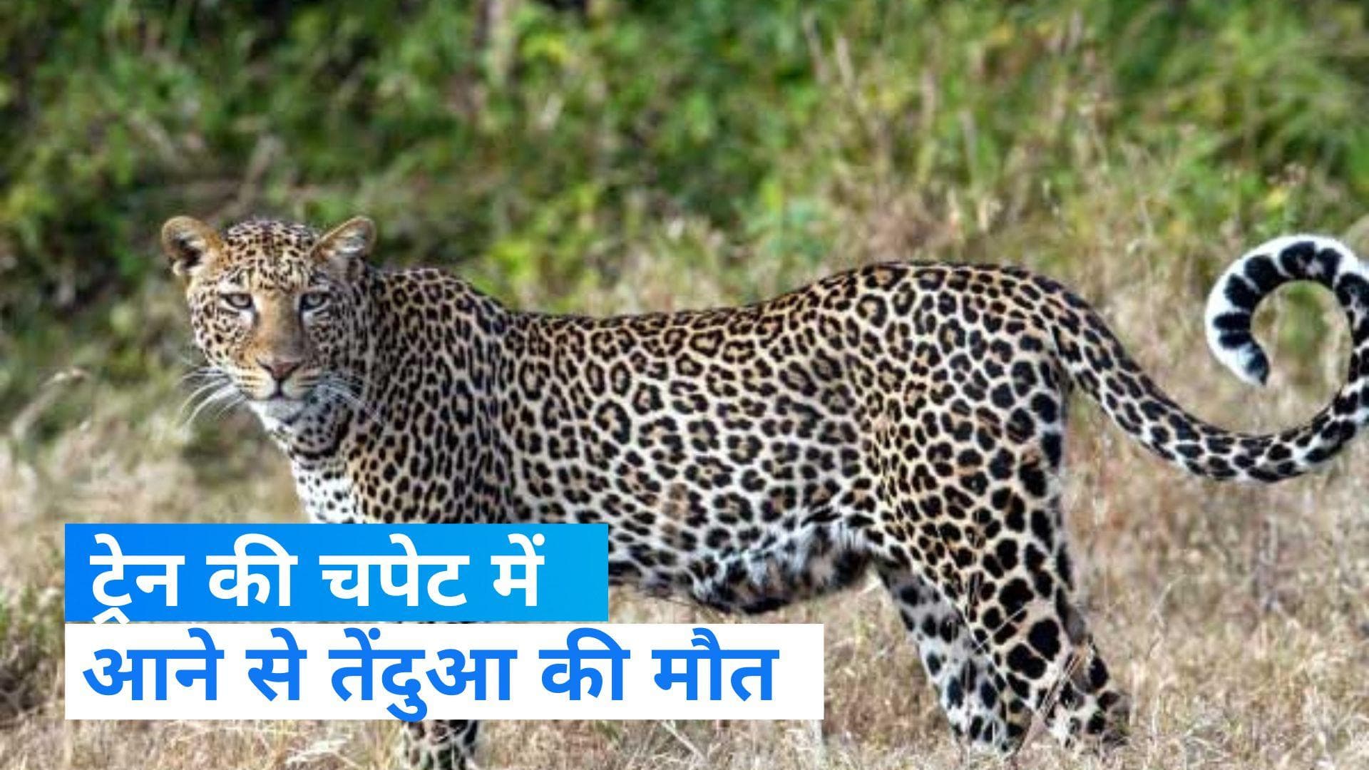 UP news: अमरोहा में ट्रेन से कटकर तेंदुए की मौत, वन विभाग ने पोस्टमार्टम के लिए भेजा   