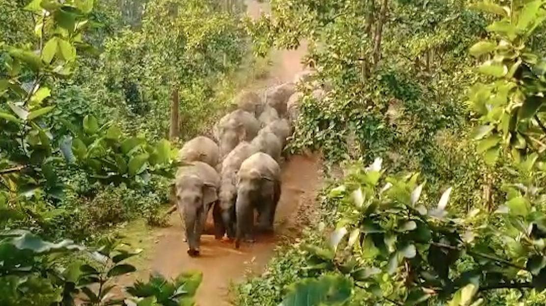 Elephant in Bankura: তাড়া খেয়ে ফসল নষ্ট করছে হাতির দল, বাঁকুড়ার পাত্রসায়রে আর্থিক ক্ষতিতে ধানচাষীরা