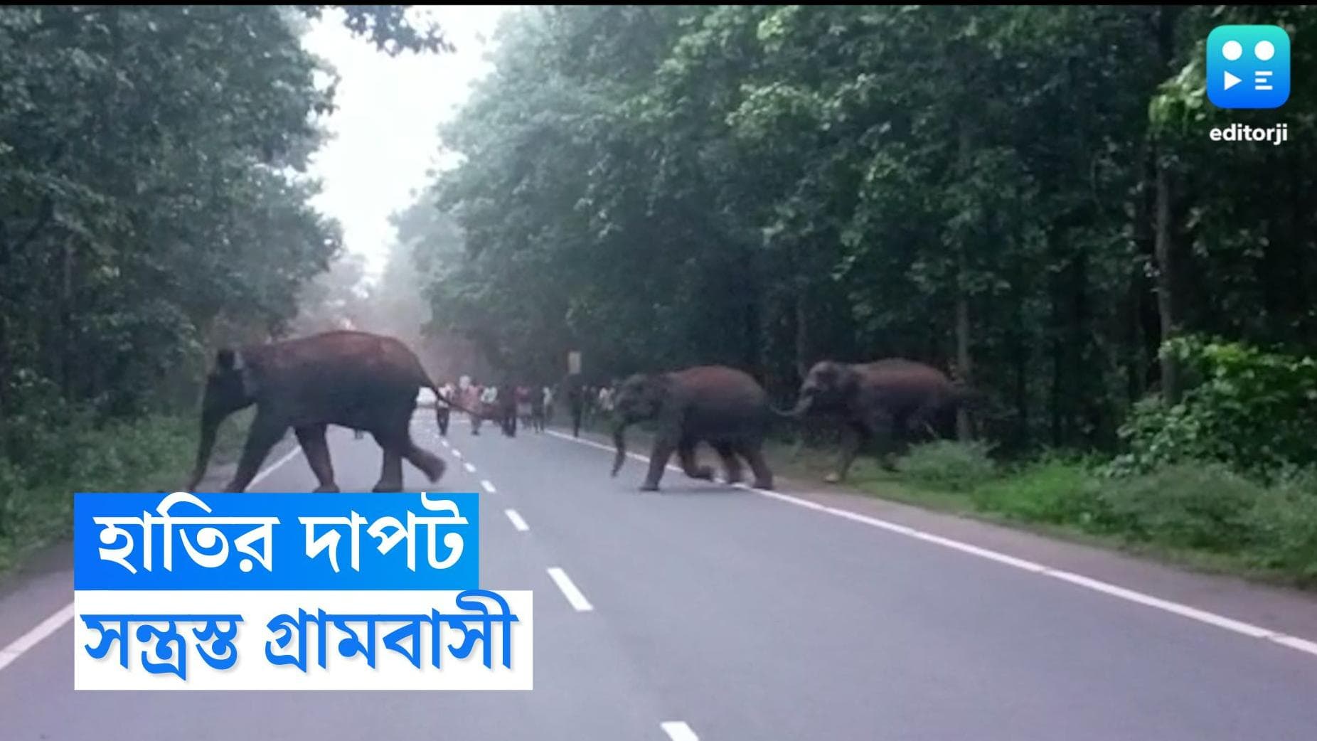 Bankura Elephant Attack: পুজোর আগে হাতির দাপট, ভয় বাড়ছে বাঁকুড়ার একাধিক গ্রামে