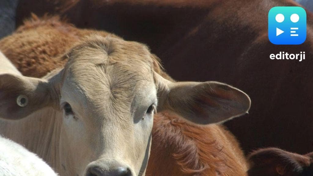 An operation in Ahraura led to the arrest of a cow smuggler with 50 cattle rescued