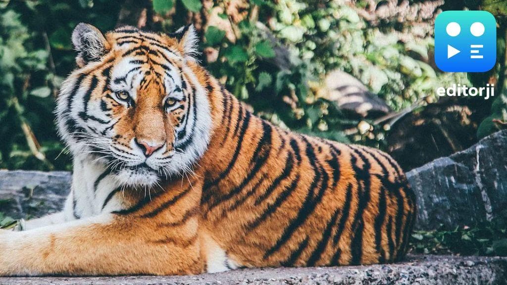 Tripura zoo celebrates arrival of tiger trio