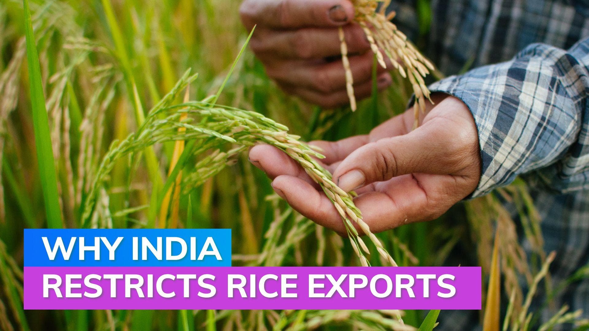 Explained: Why India has added duty and ban on rice exports
