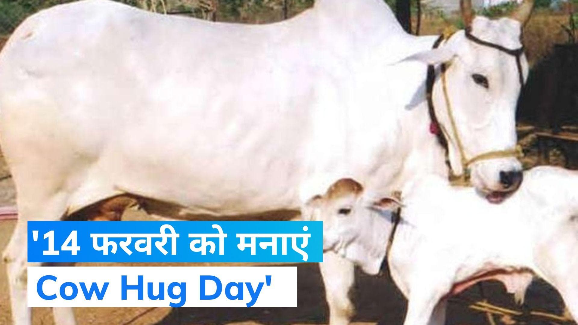 Cow Hug Day or Valentine: '14 फरवरी को मनाएं काउ हग डे', भारत सरकार के पशु कल्याण बोर्ड की अपील