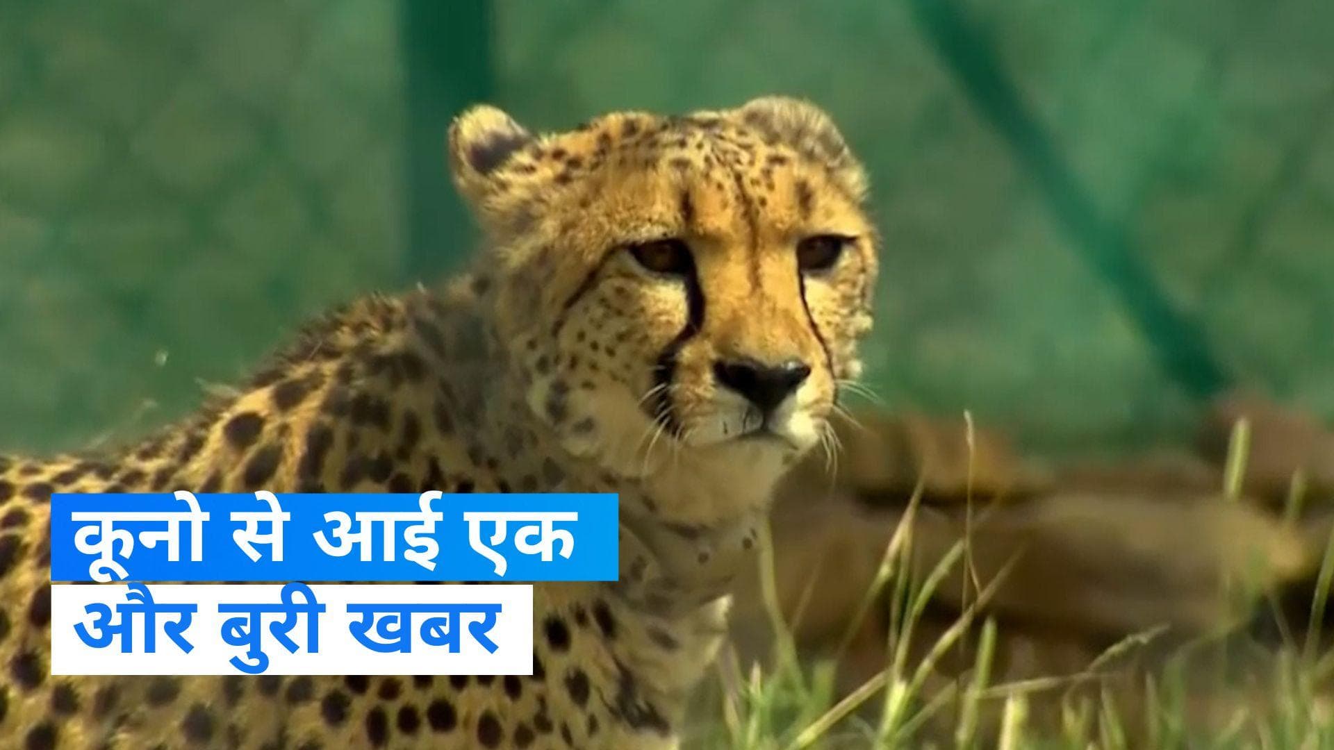 Kuno National Park: क्यों लगातार मर रहें हैं कूनो नेशनल पार्क के चीते? जांच में कई खुलासे... देखें खबर 