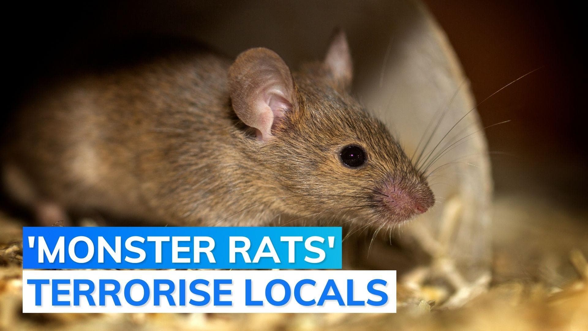 Rats as huge as cats spotted in UK's Wales: report