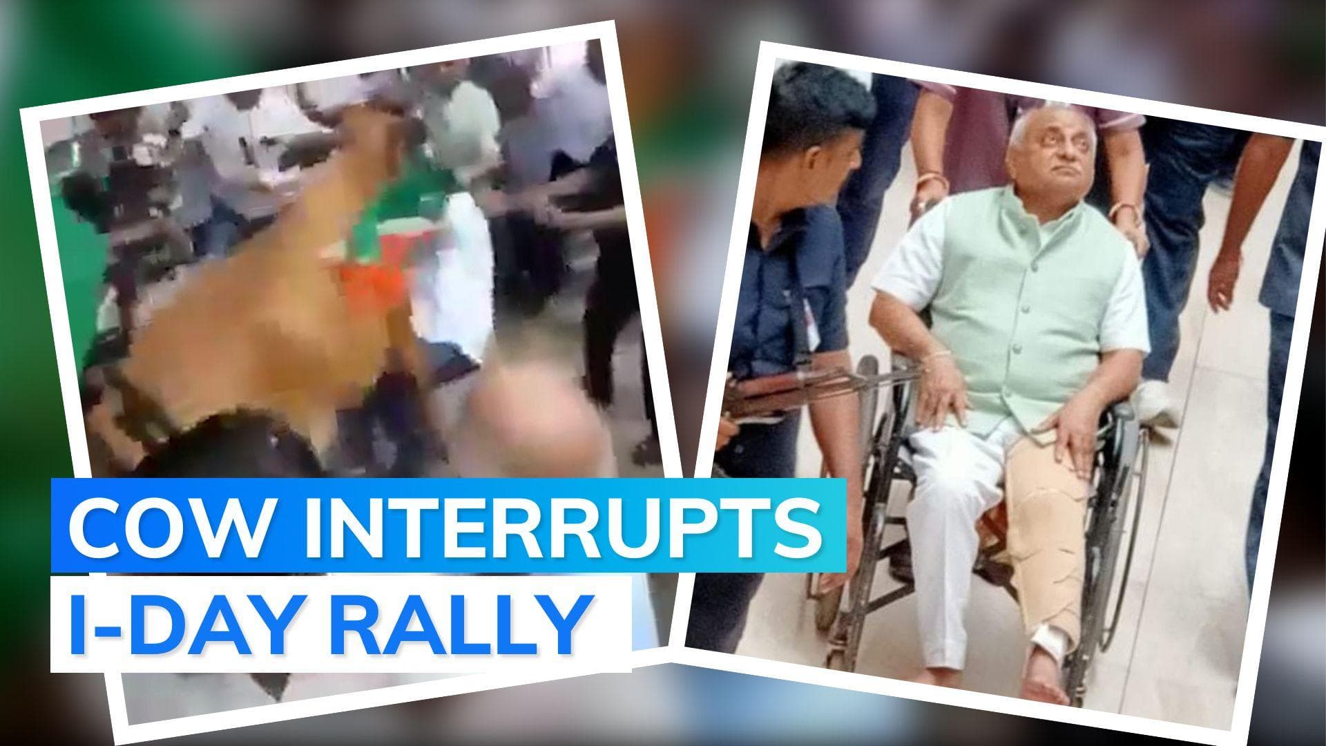 Ex-Gujarat minister Nitin Patel injured as cow hits him during 'Har Ghar Tiranga' rally