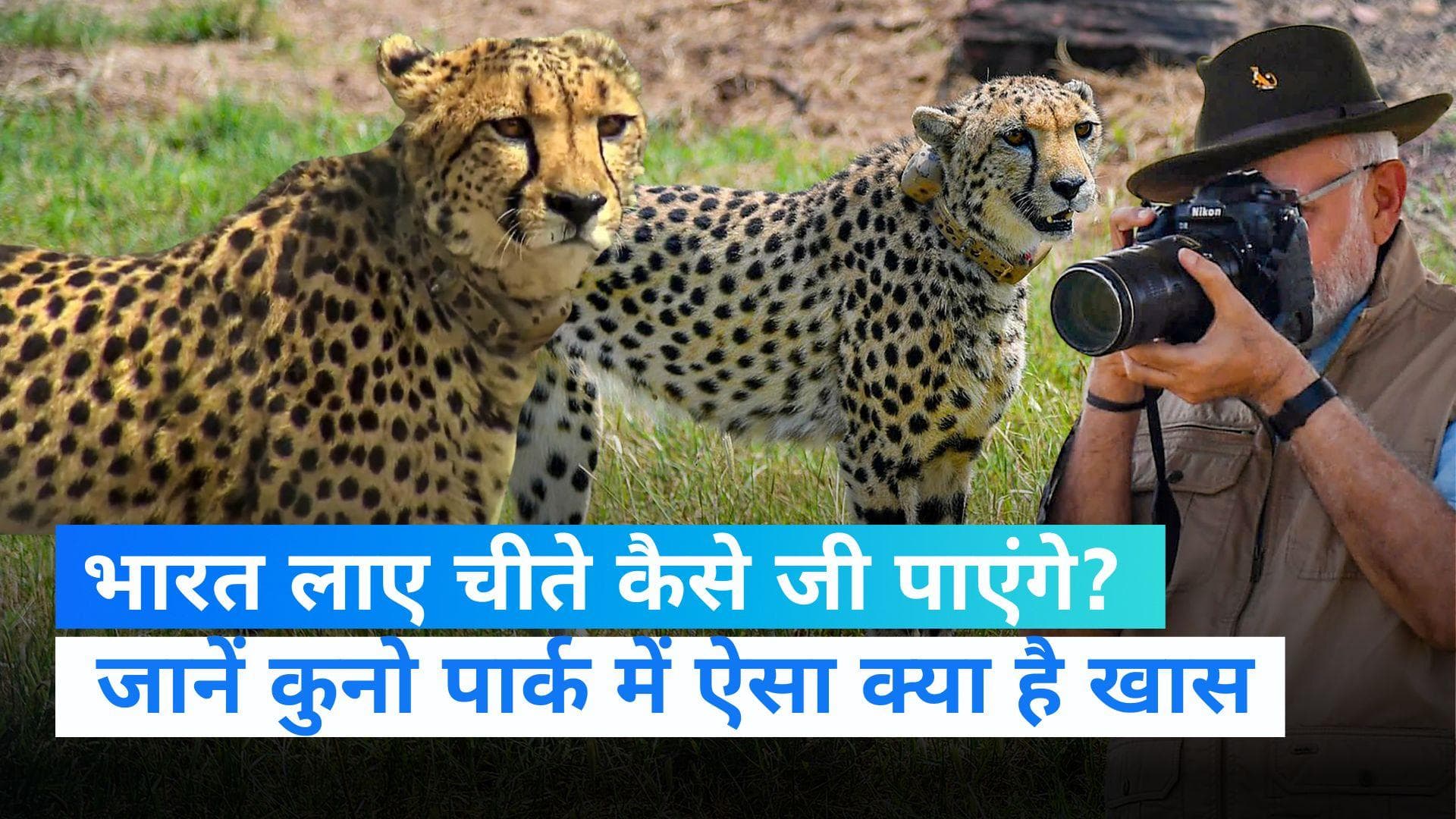 Kuno National Park में नामीबिया से लाएं गए चीते कैसे करेंगे सर्वाइव...? जानें सभी सवालों के जवाब 