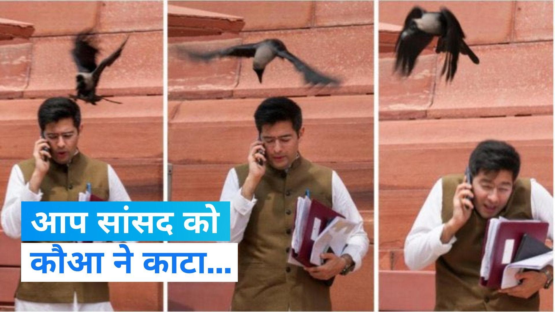 Viral Photo: AAP सांसद राघव चड्ढा के सिर पर कौए ने मारा चोंच, संसद के बाहर की तस्वीर वायरल 