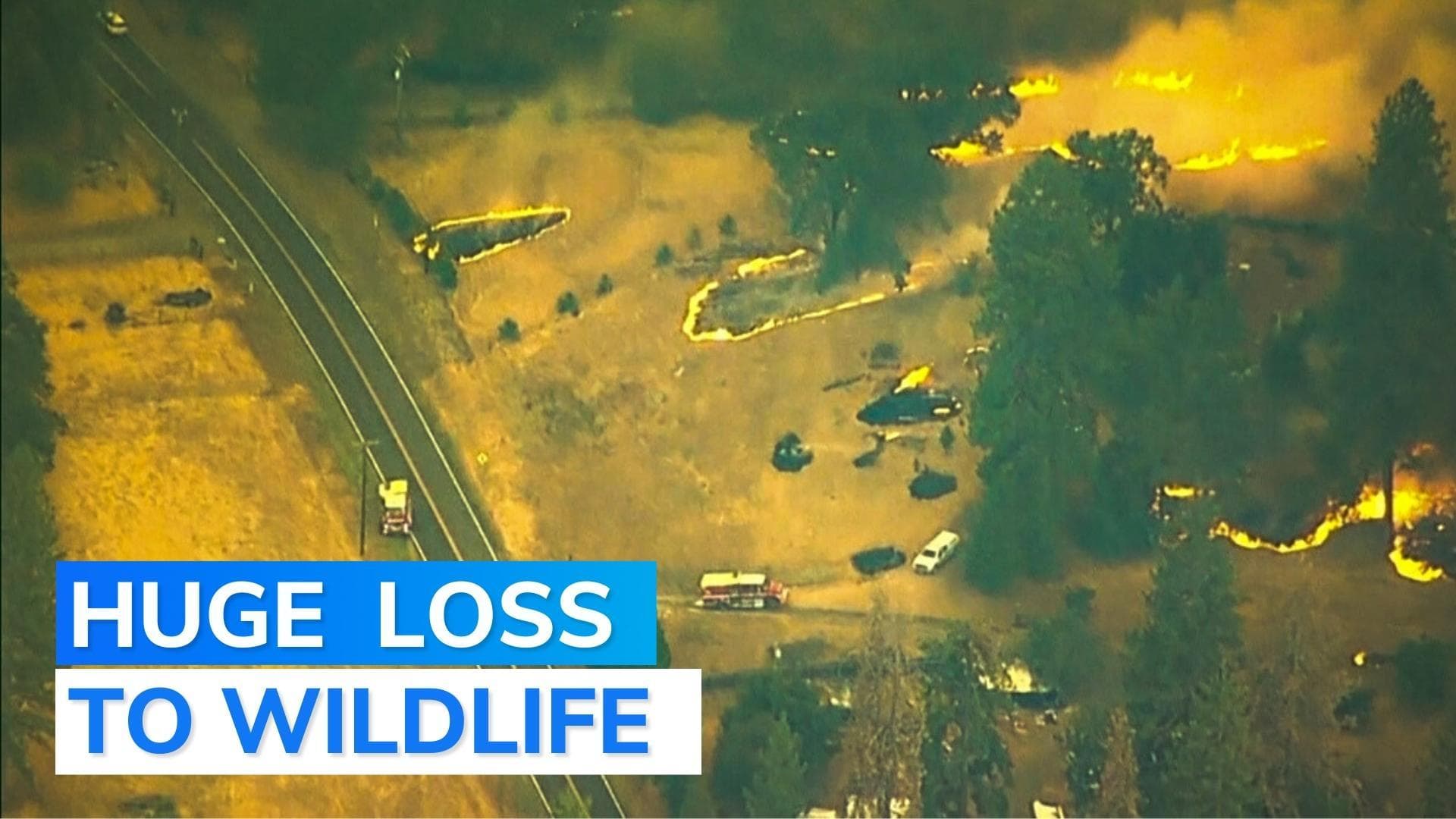 Video: wildfire destroys 6.5 million square metres of forest in few hours