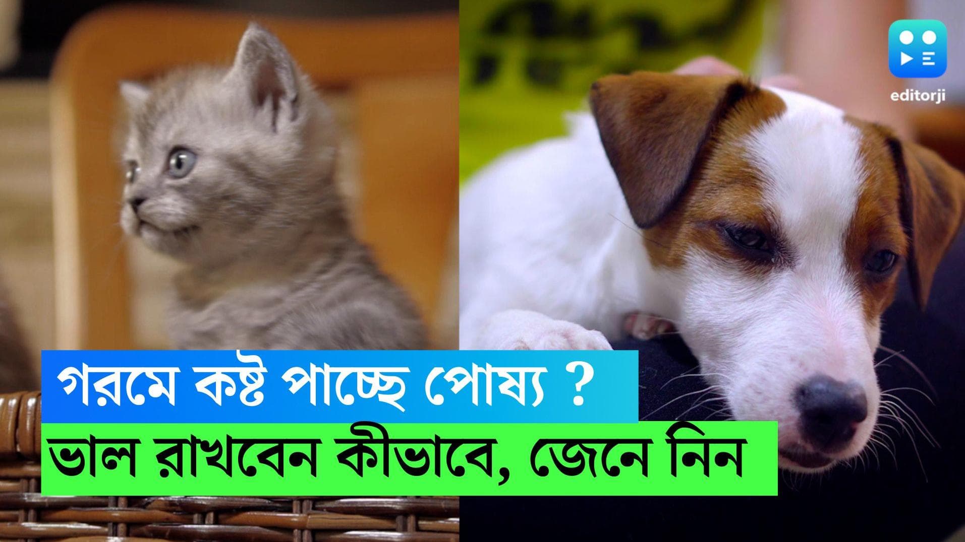 Pet Care Summer: তীব্র দাবদাহে কষ্ট পাচ্ছে আপনার পোষ্যটিও, কীভাবে ভাল রাখবেন?