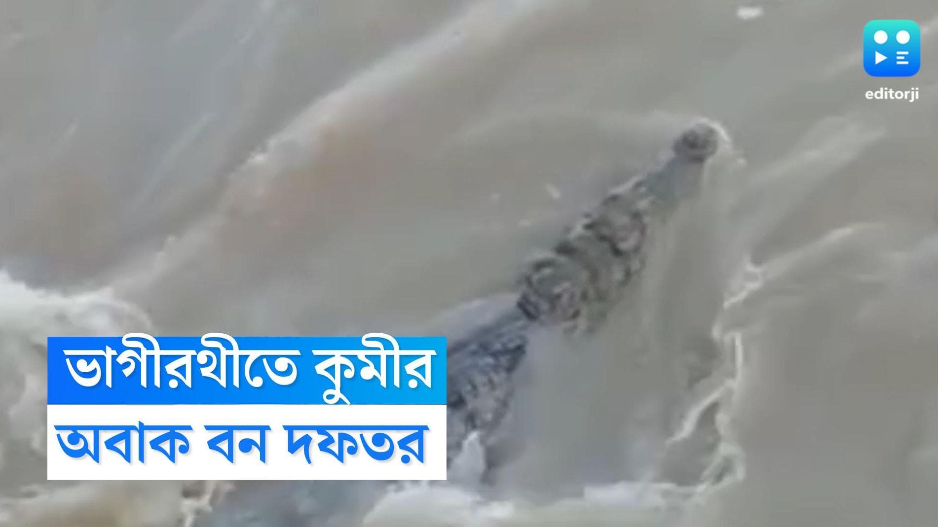 Farakka News: জাল ছিড়ে বেরিয়ে ফরাক্কায় ভাগরথী দাপিয়ে বেড়াল কুমীর